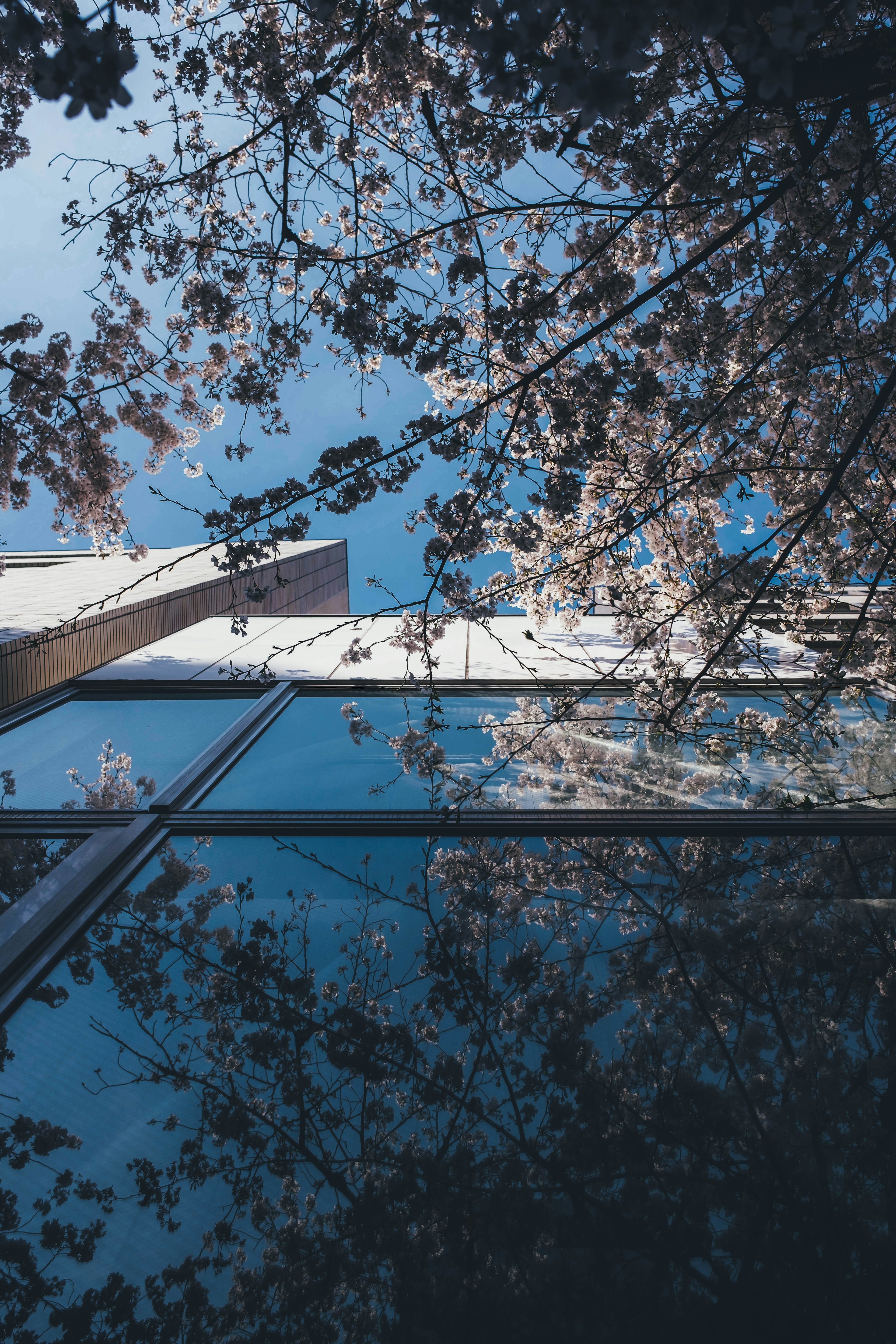 Cherry blossoms reflected in glass building under blue sky