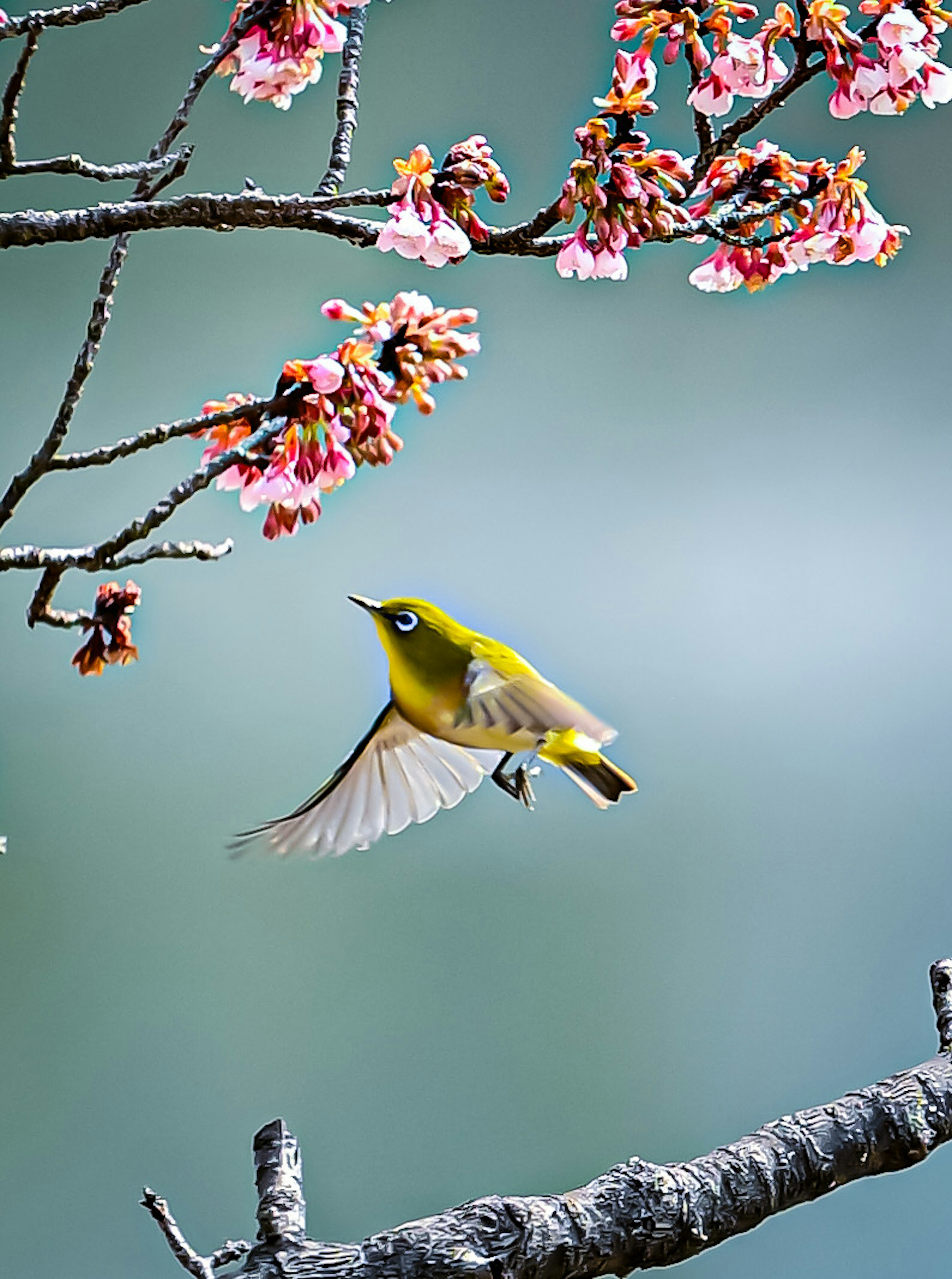 A small green bird flying near cherry blossoms in a beautiful scene