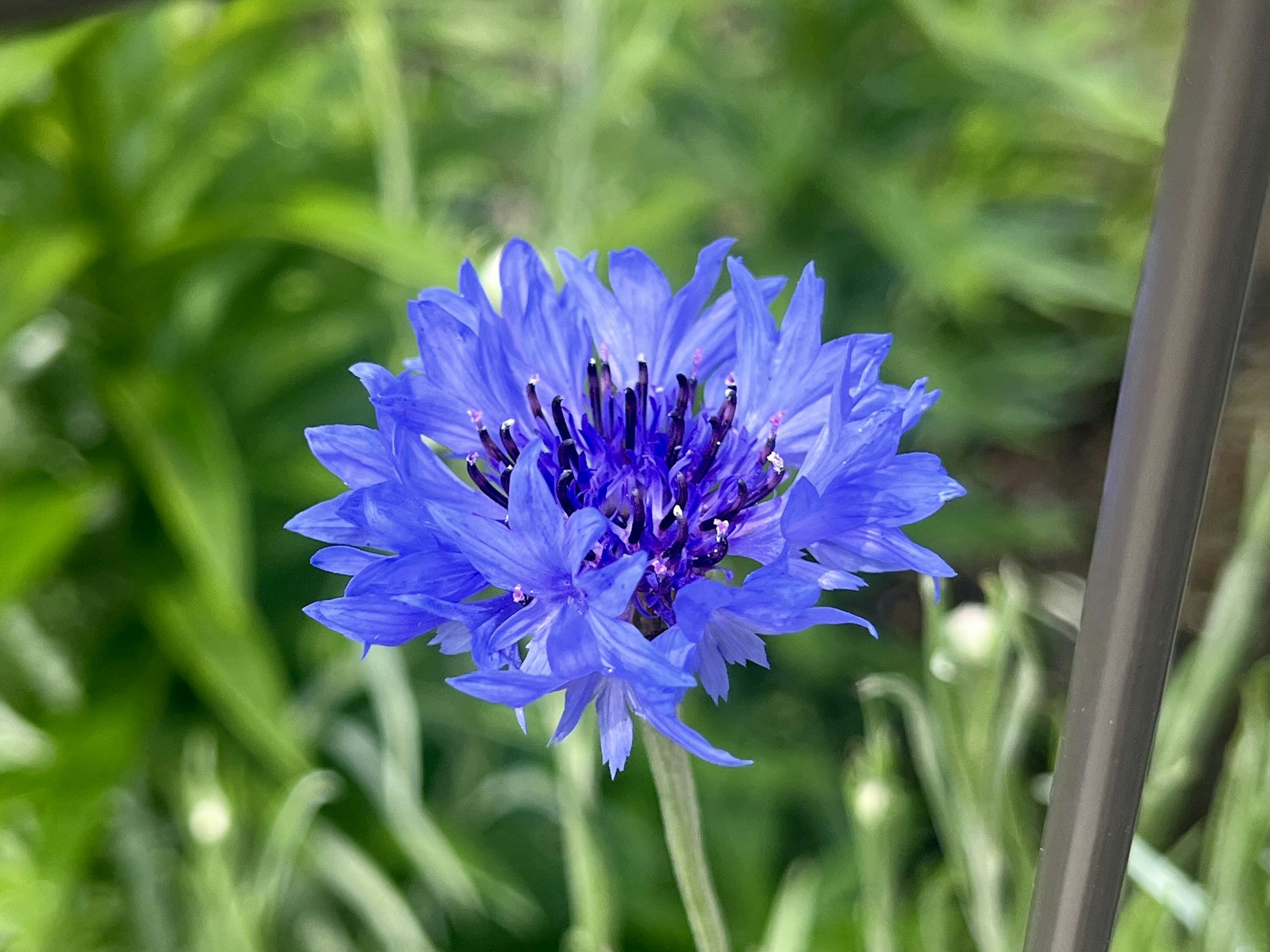 Flor azul vibrante floreciendo sobre un fondo verde