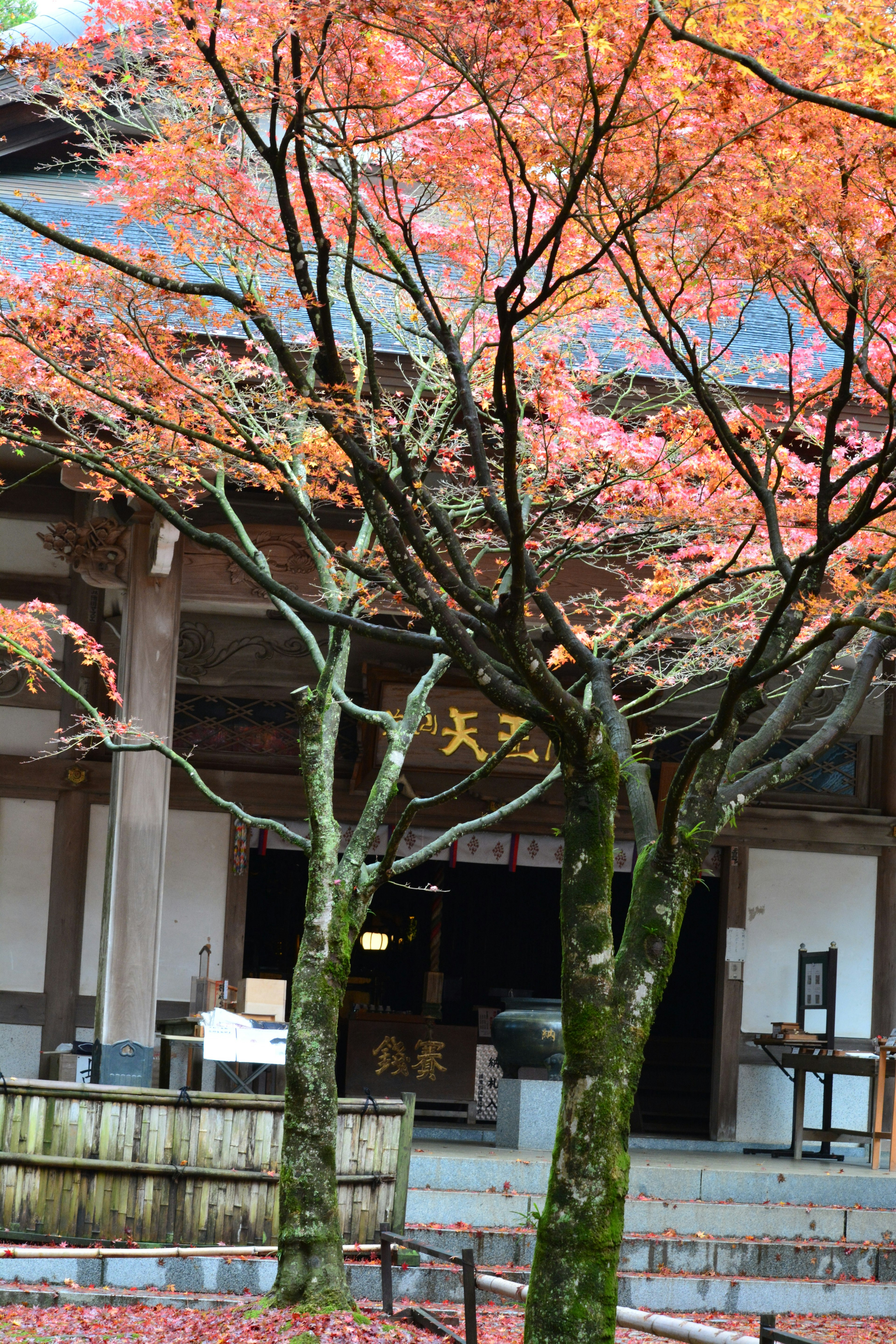 紅葉した木々と古い建物がある風景