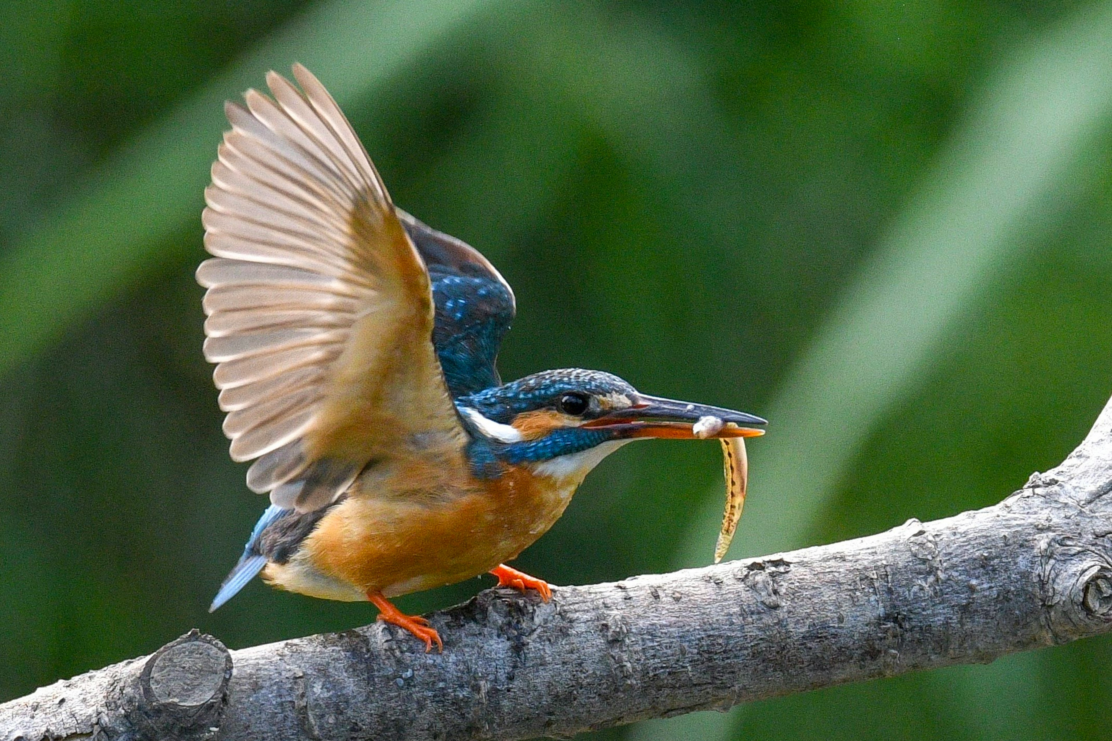 A kingfisher taking off from a branch with a fish in its beak