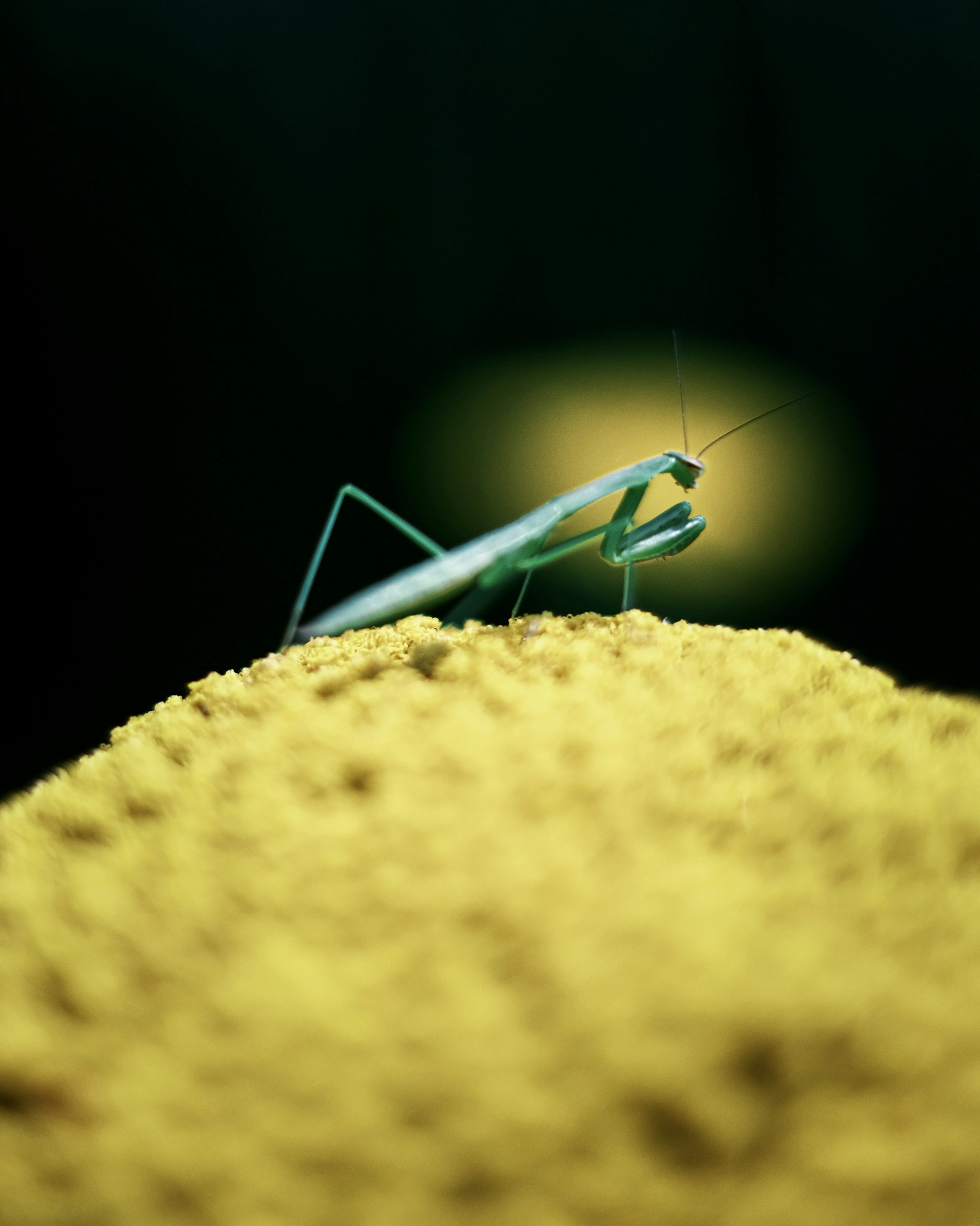 Mantis verde su sabbia gialla con sfondo sfocato