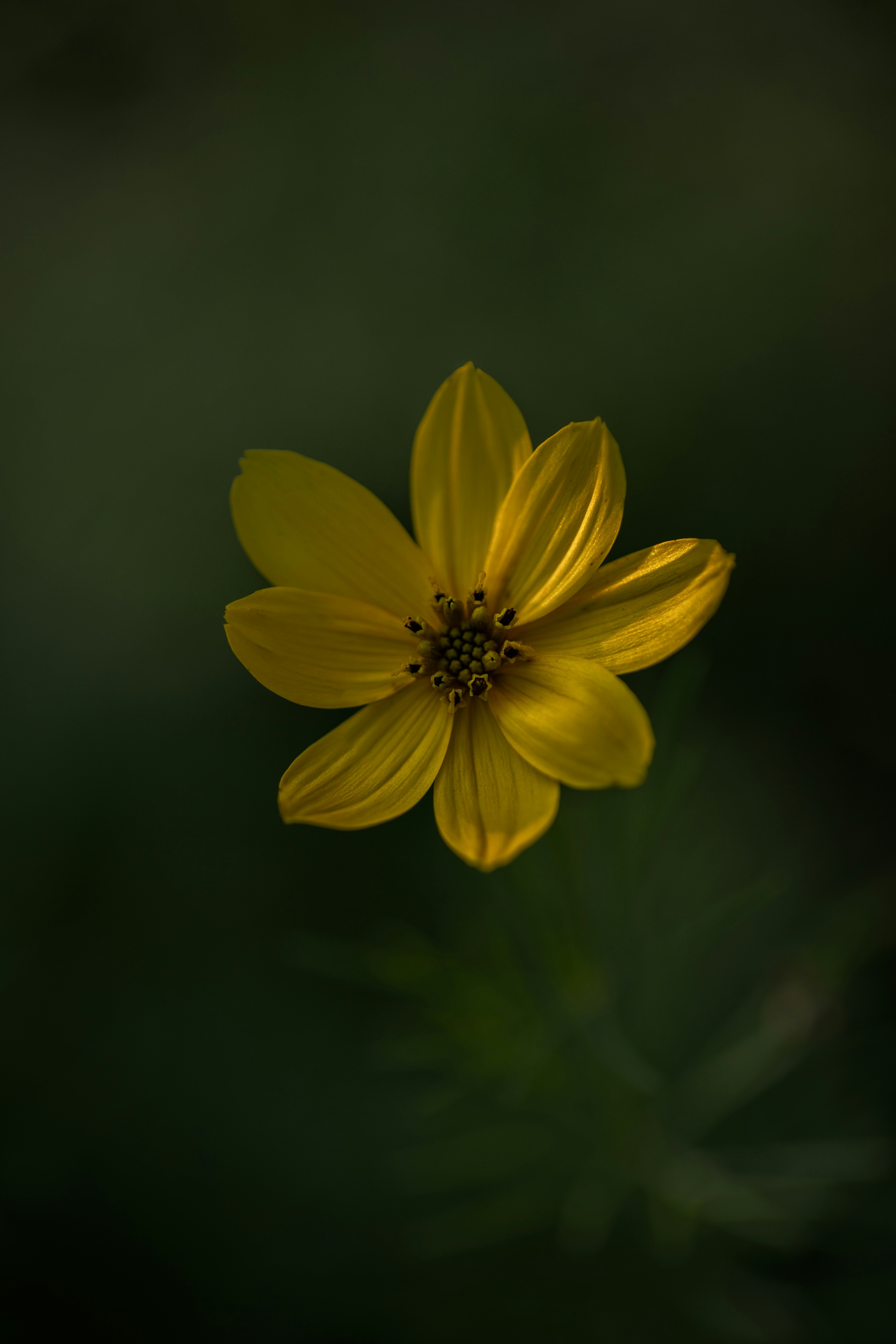 Primo piano di un fiore giallo su uno sfondo scuro