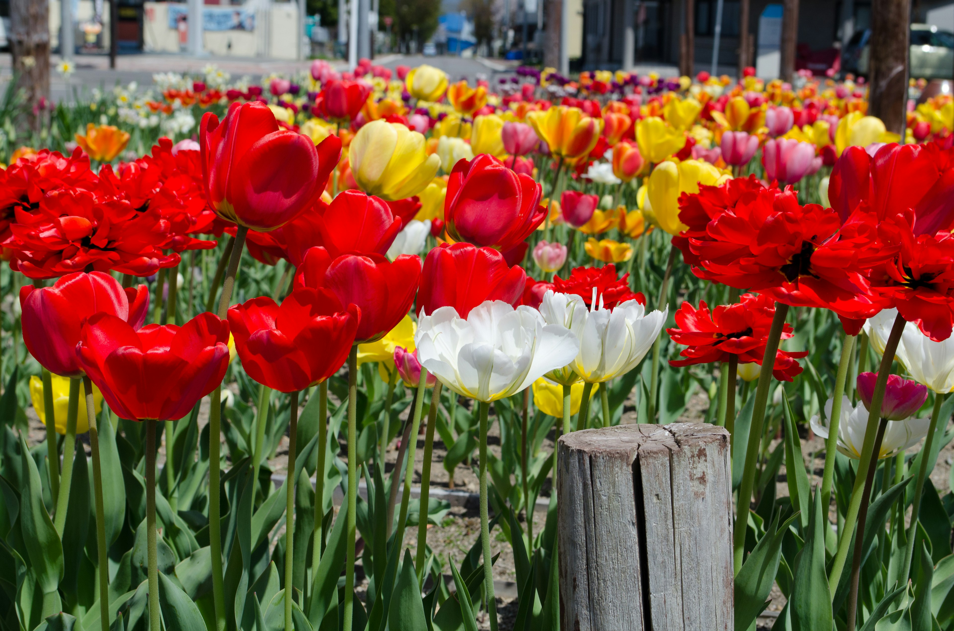 Champ de tulipes colorées avec des fleurs rouges jaunes et blanches