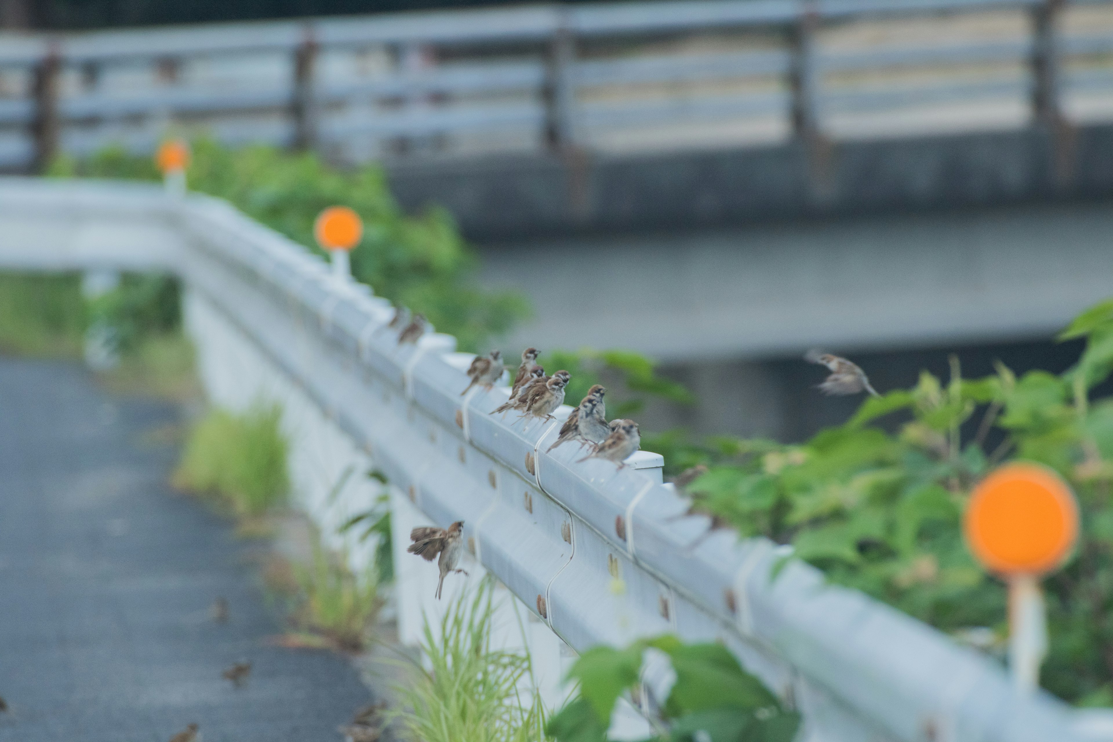 Pequeños pájaros posados a lo largo de una carretera con marcadores naranjas