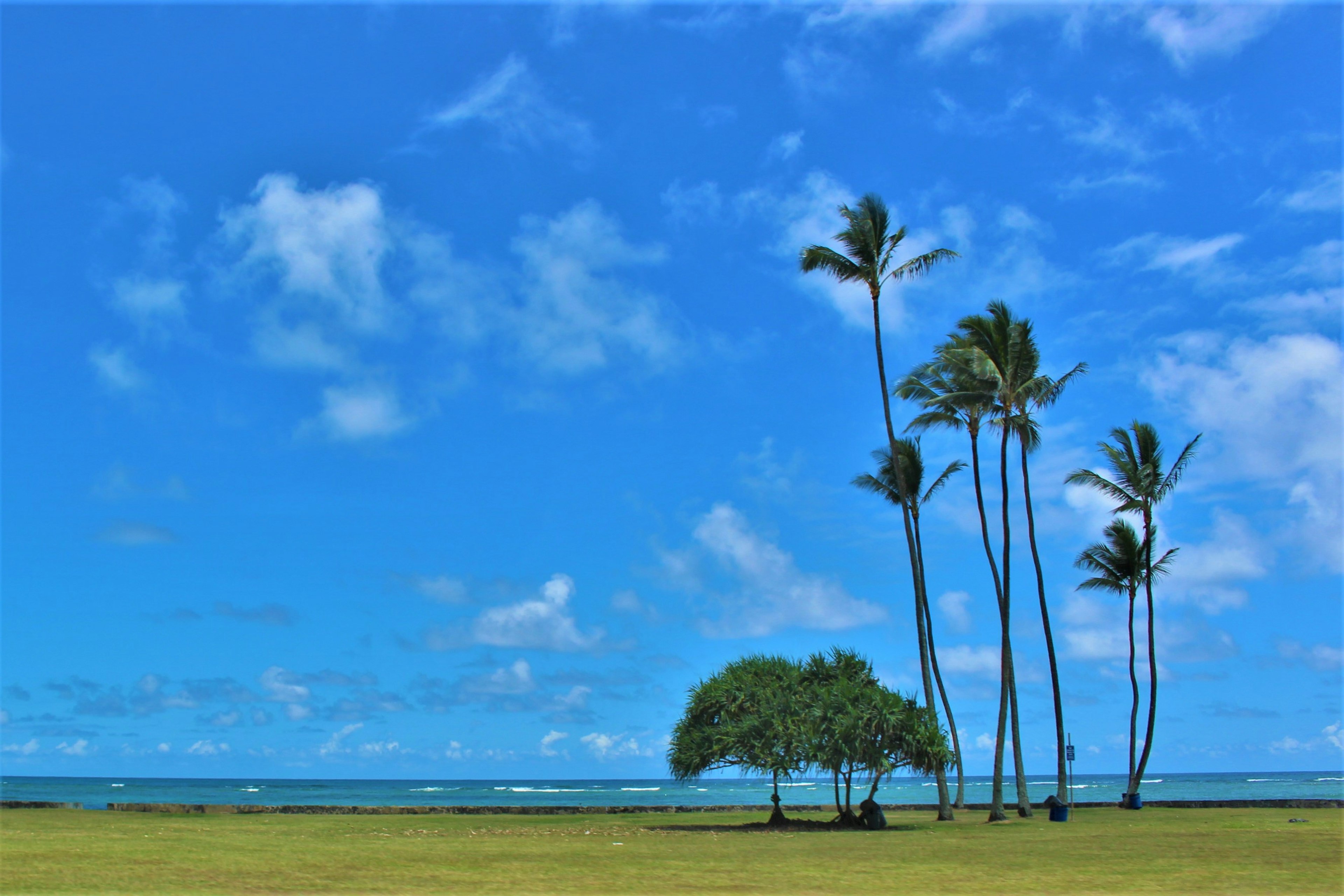 Paisaje costero con altas palmeras y arbustos verdes bajo un cielo azul