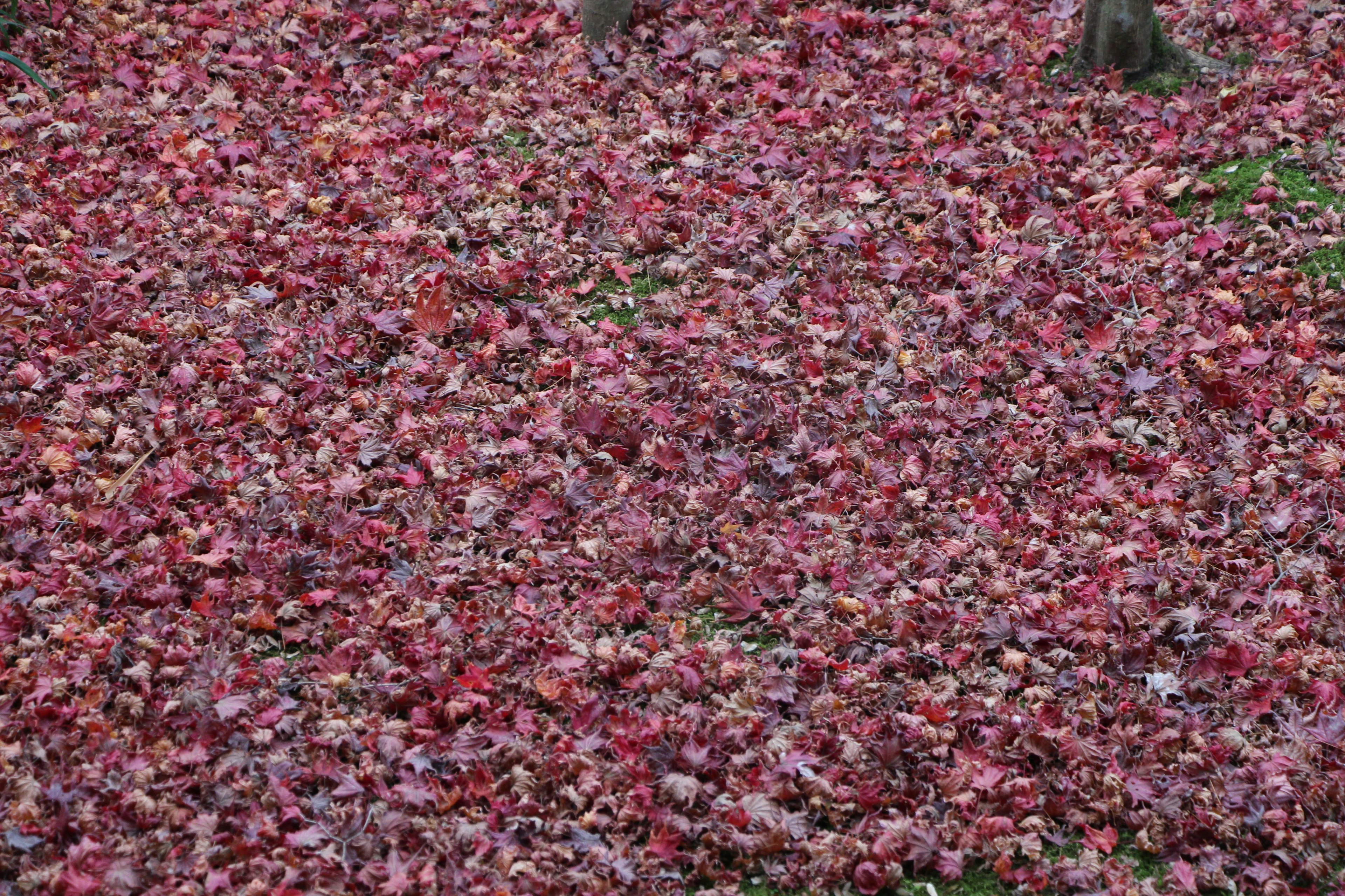 Un terreno coperto di foglie rosse e marroni in un paesaggio autunnale