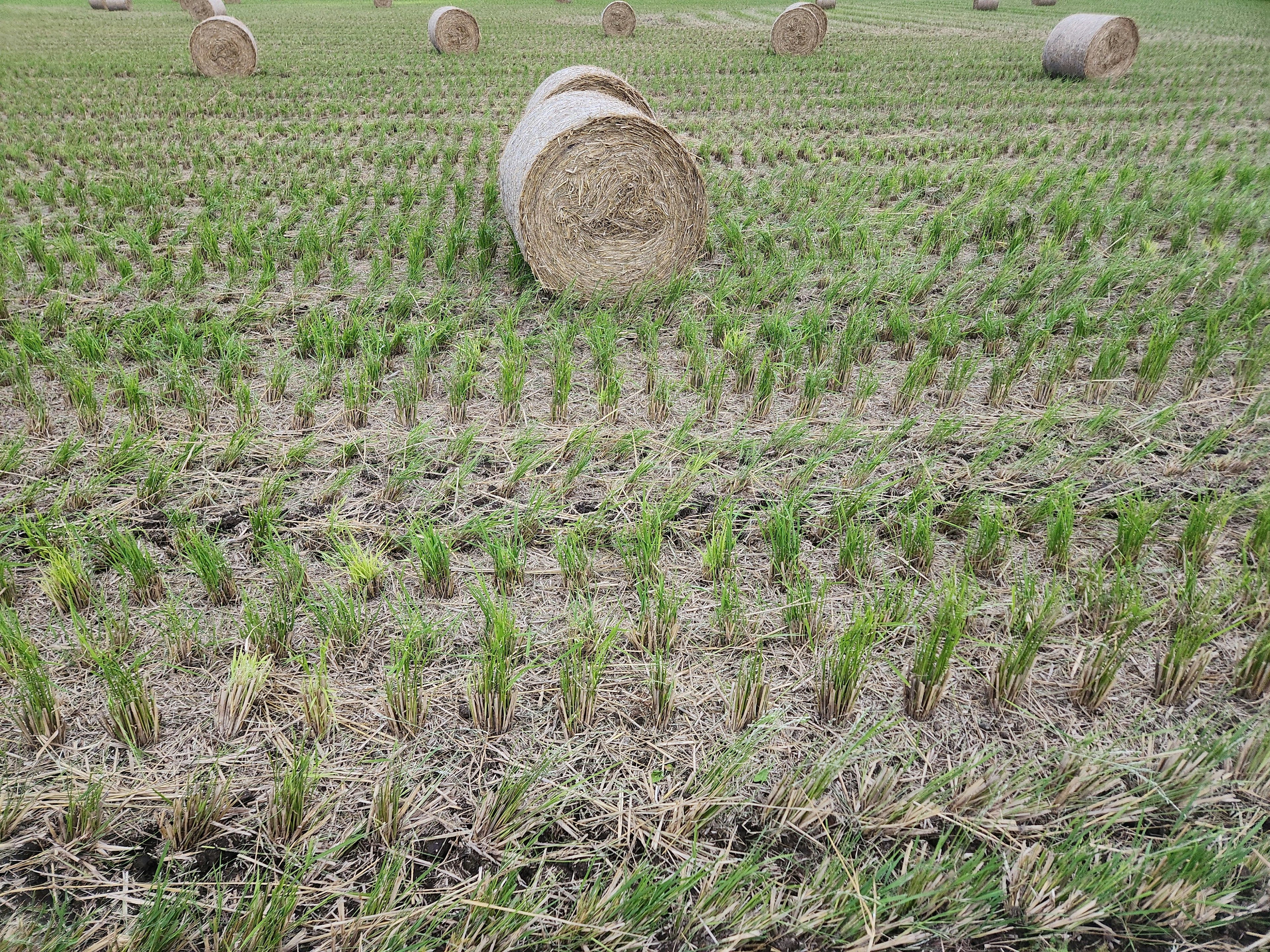 Ein Feld mit grünen Reispflanzen und verstreuten Heuballen