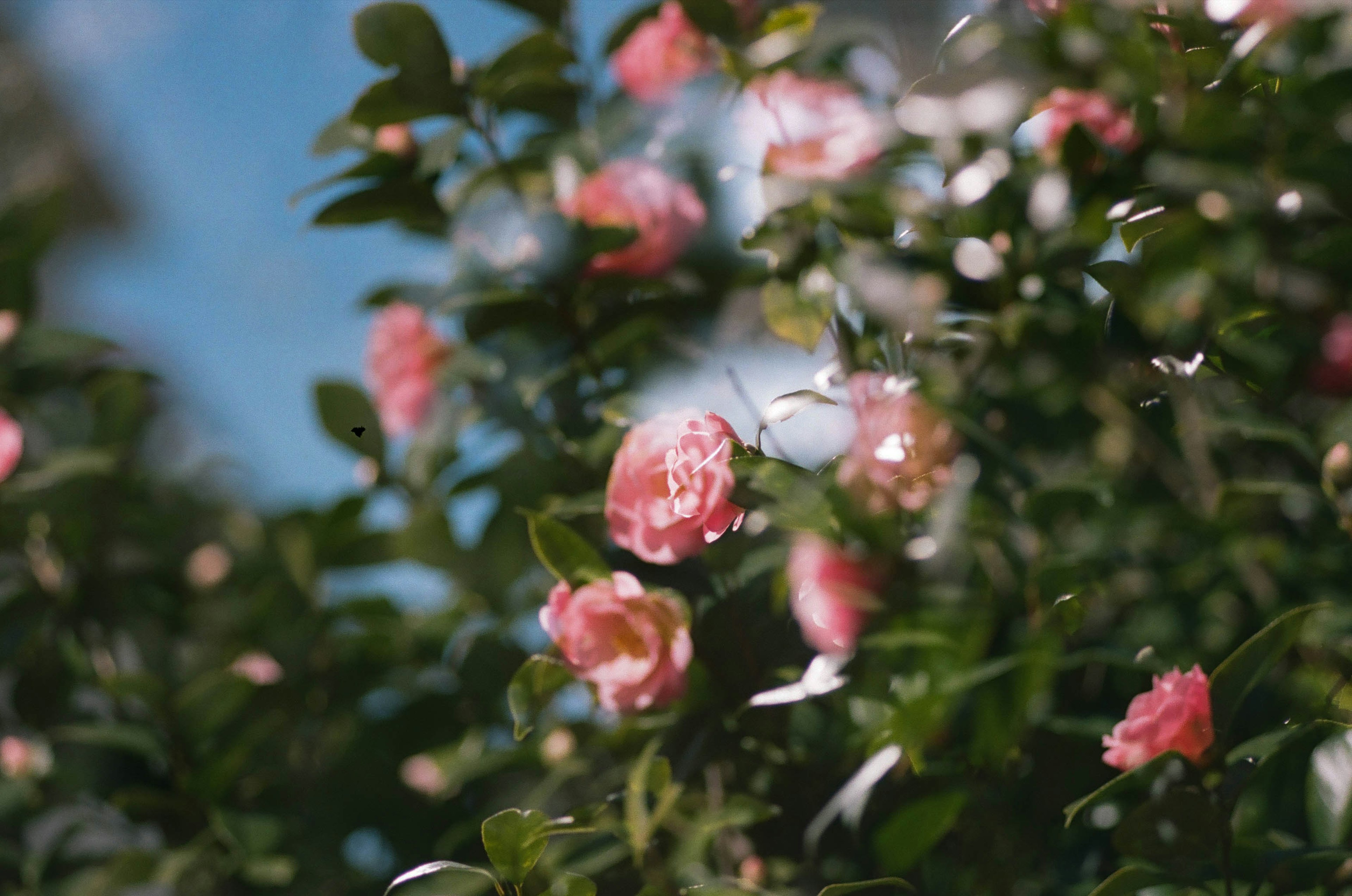 青空の下に咲く淡いピンクの花々が見える