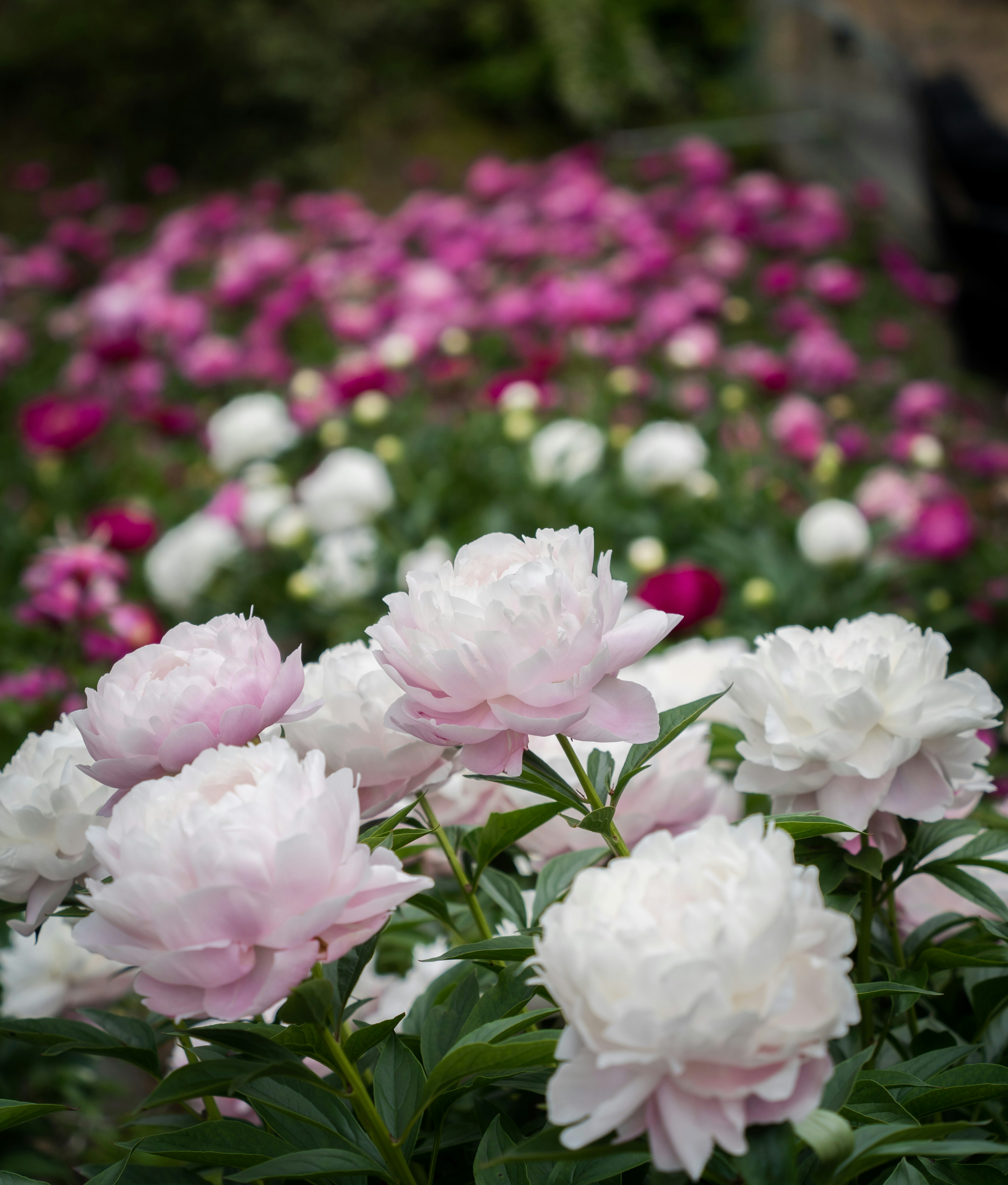 Gartenszene mit blühenden rosa und weißen Pfingstrosen