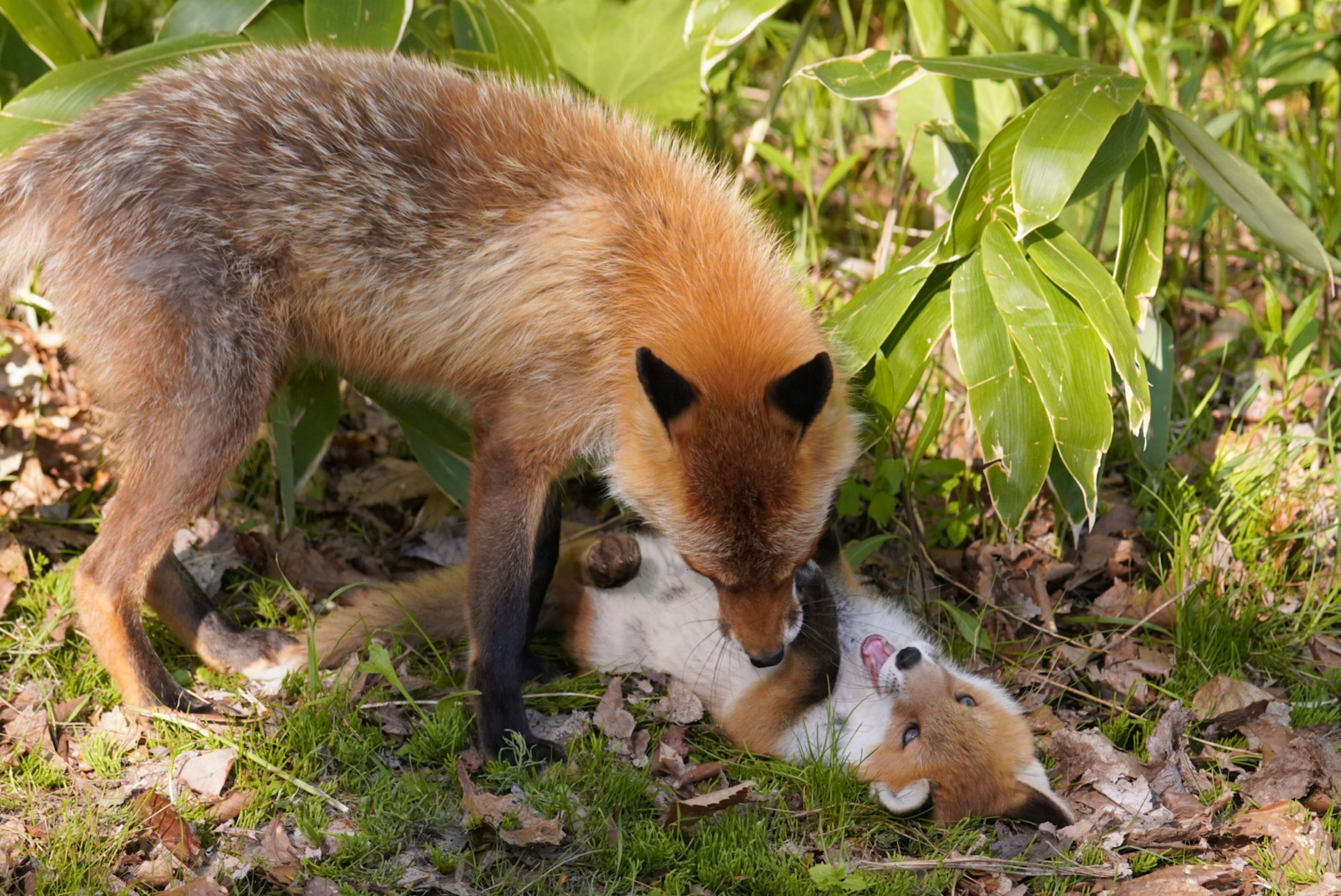 Eine Mutterfuchs spielt mit ihrem Jungen