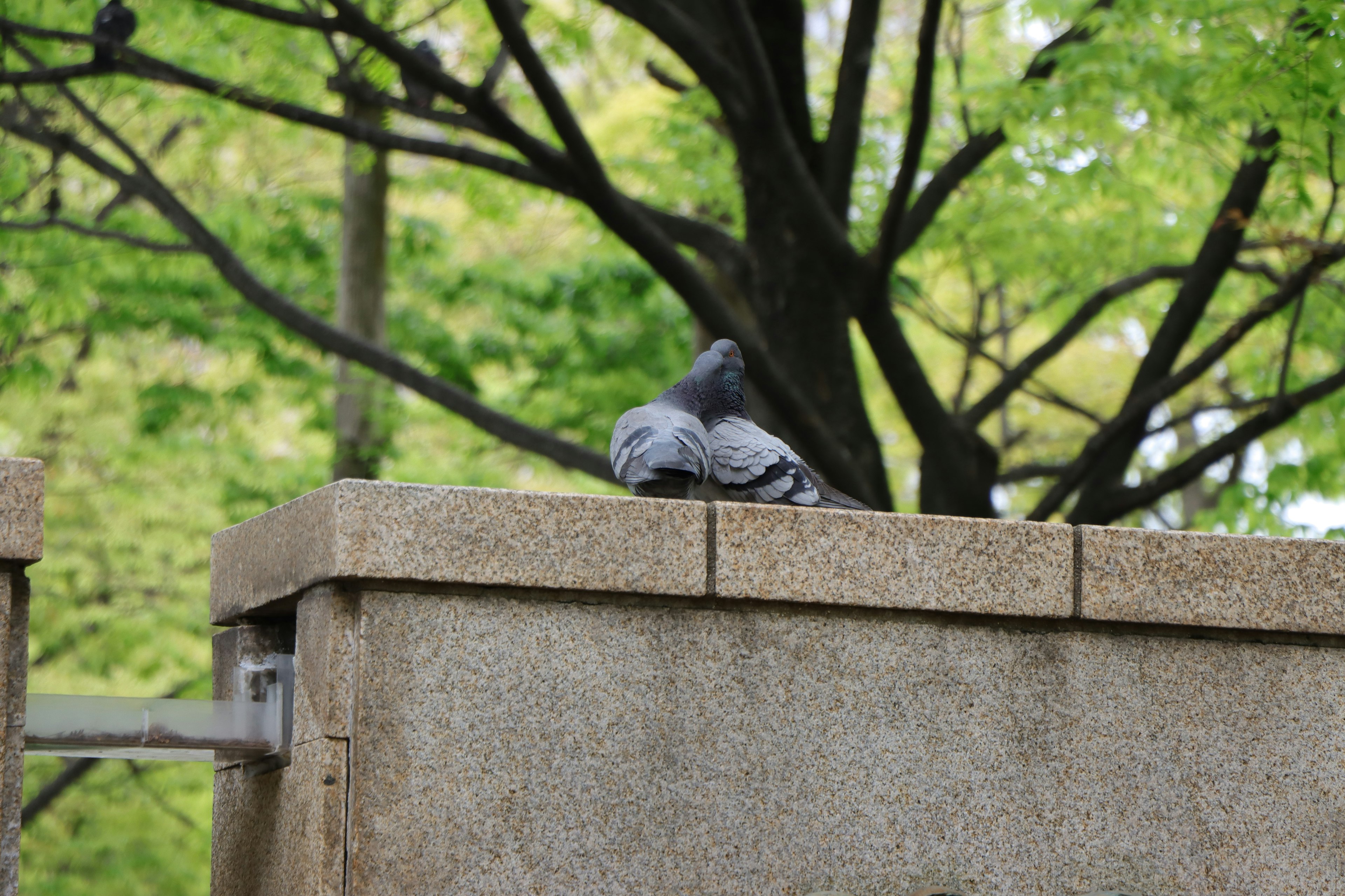 Gray pigeon resting on a stone wall with green trees in the background