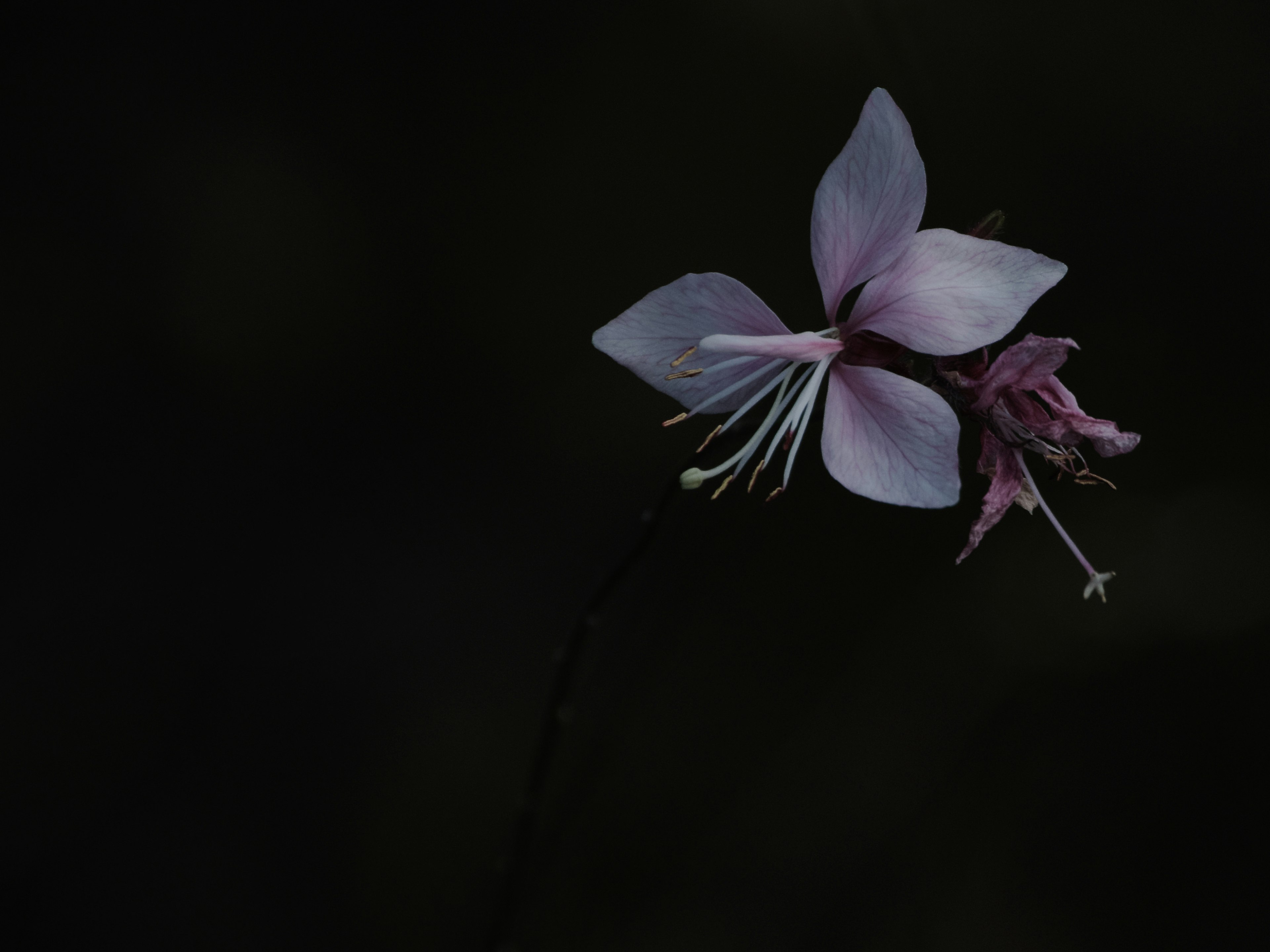 Delicate pink flower against a dark background