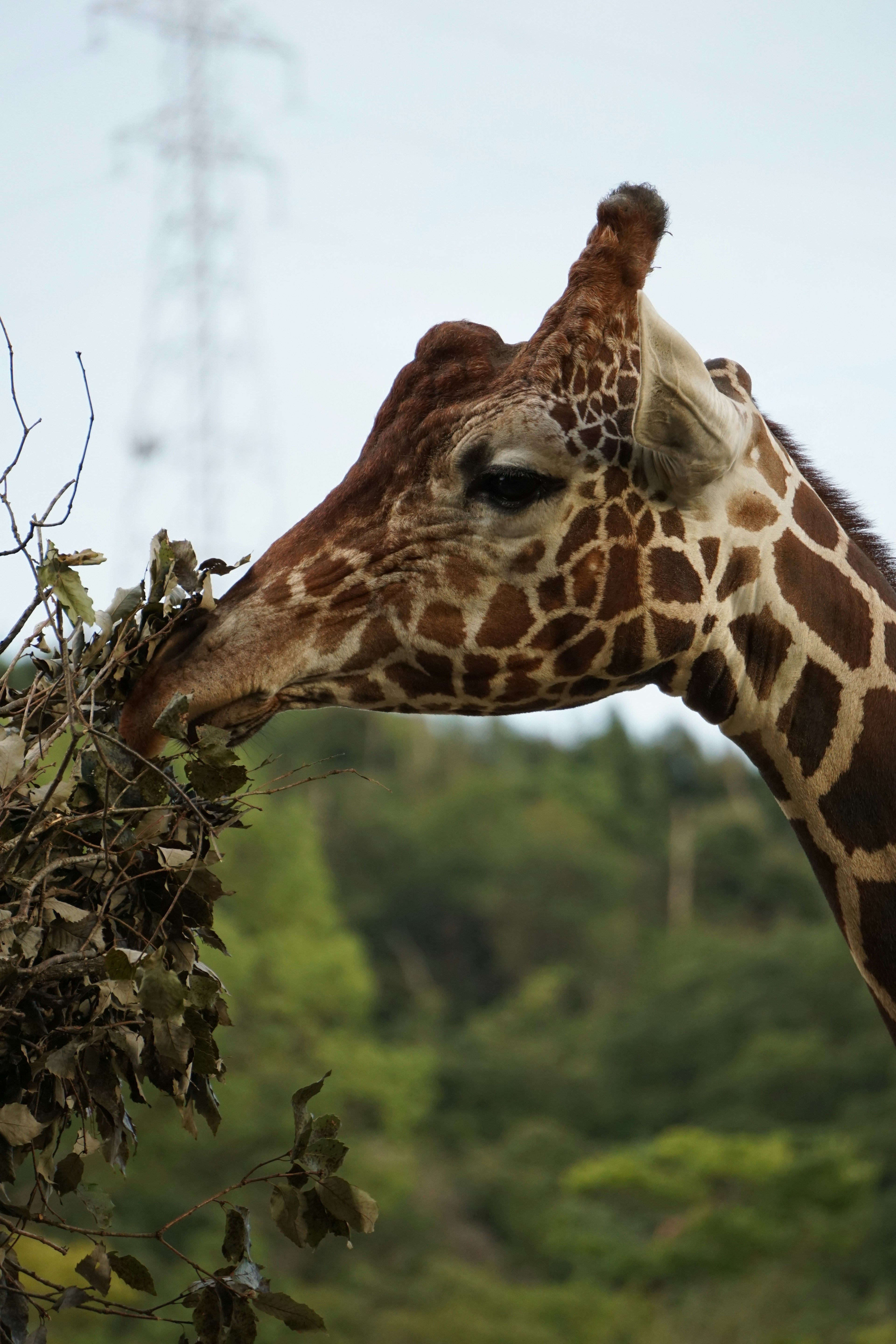 Acercamiento de una jirafa comiendo hojas