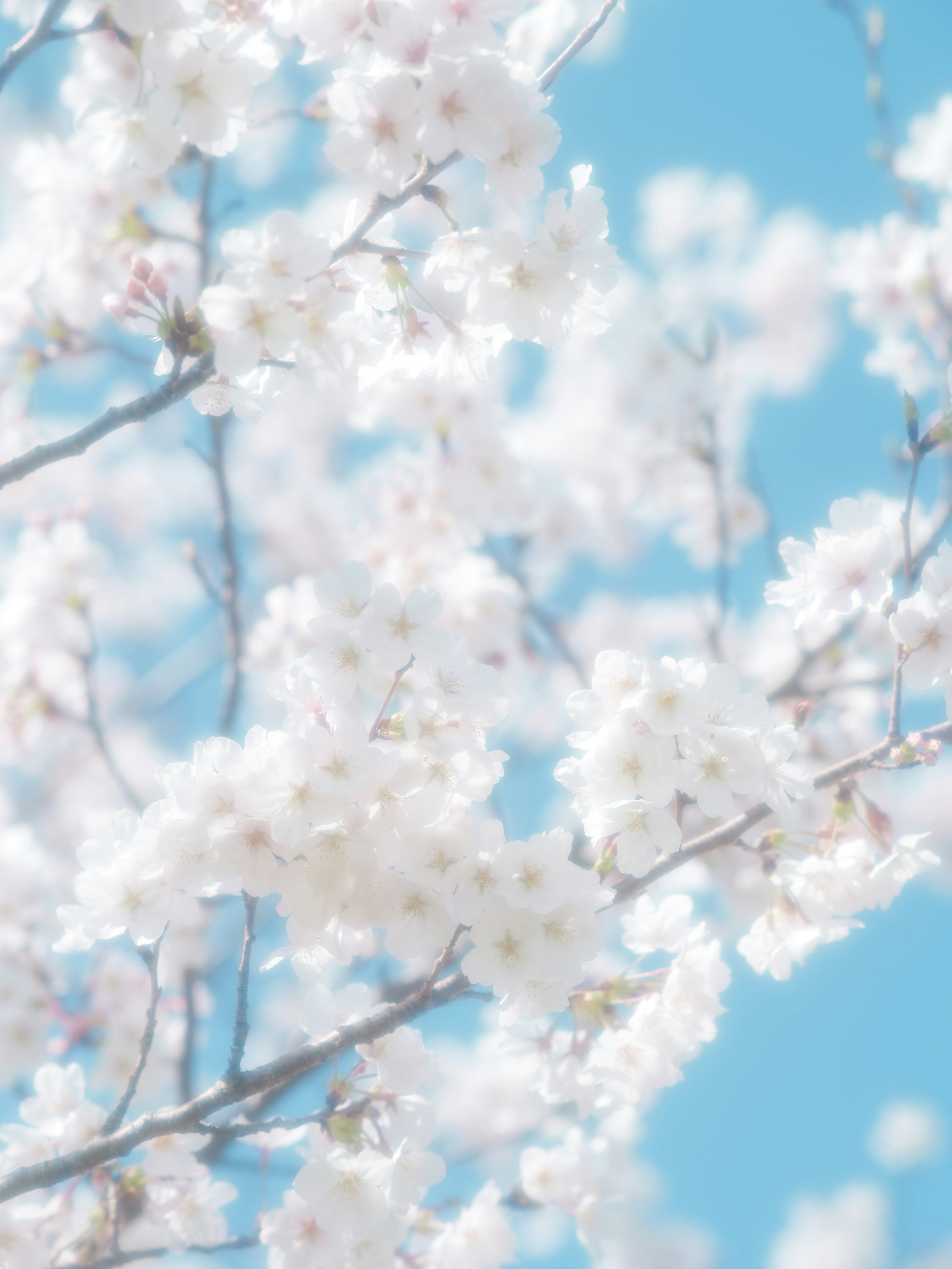 Cherry blossoms blooming against a blue sky