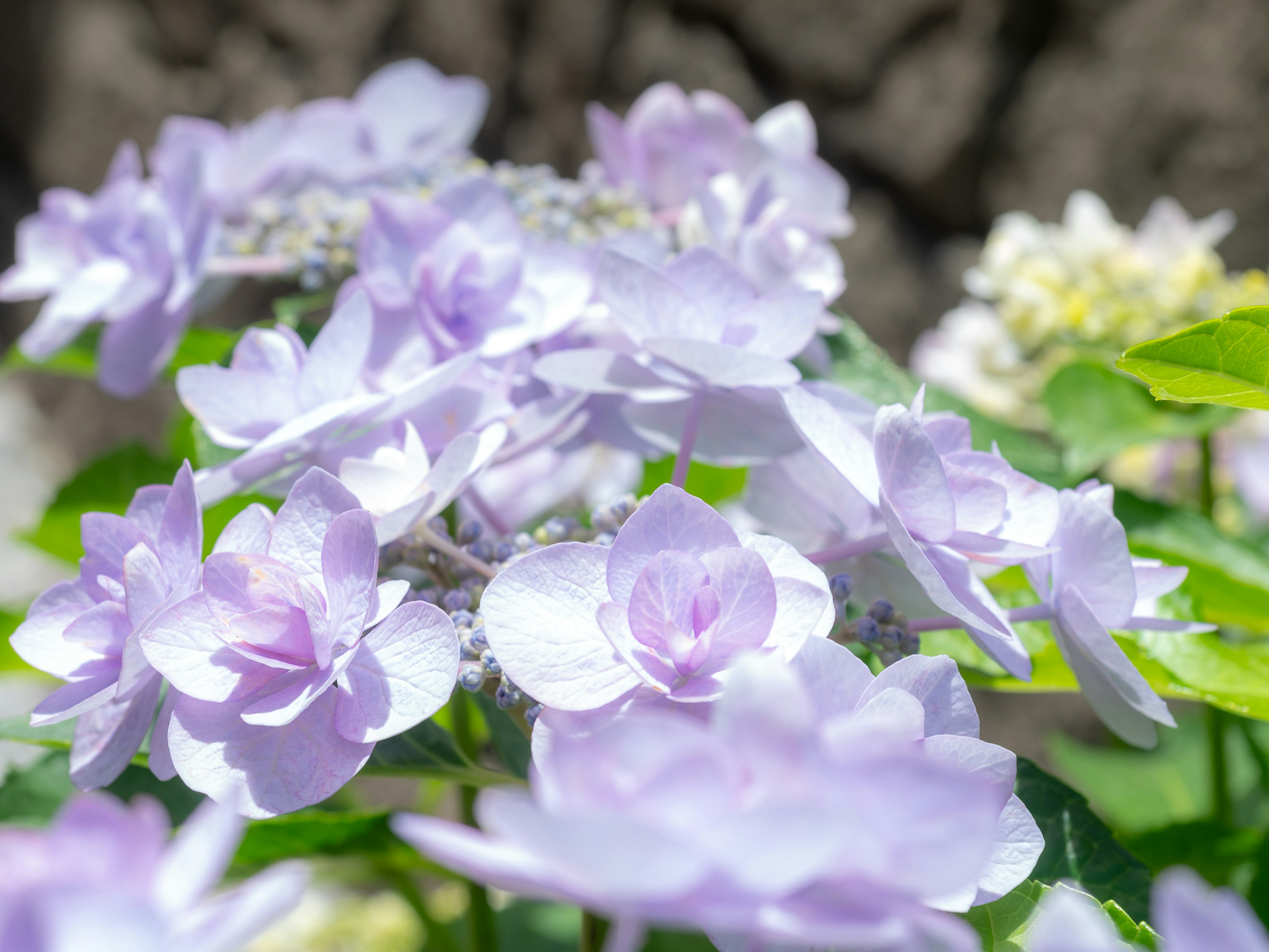 Massa di fiori di ortensia lilla in piena fioritura