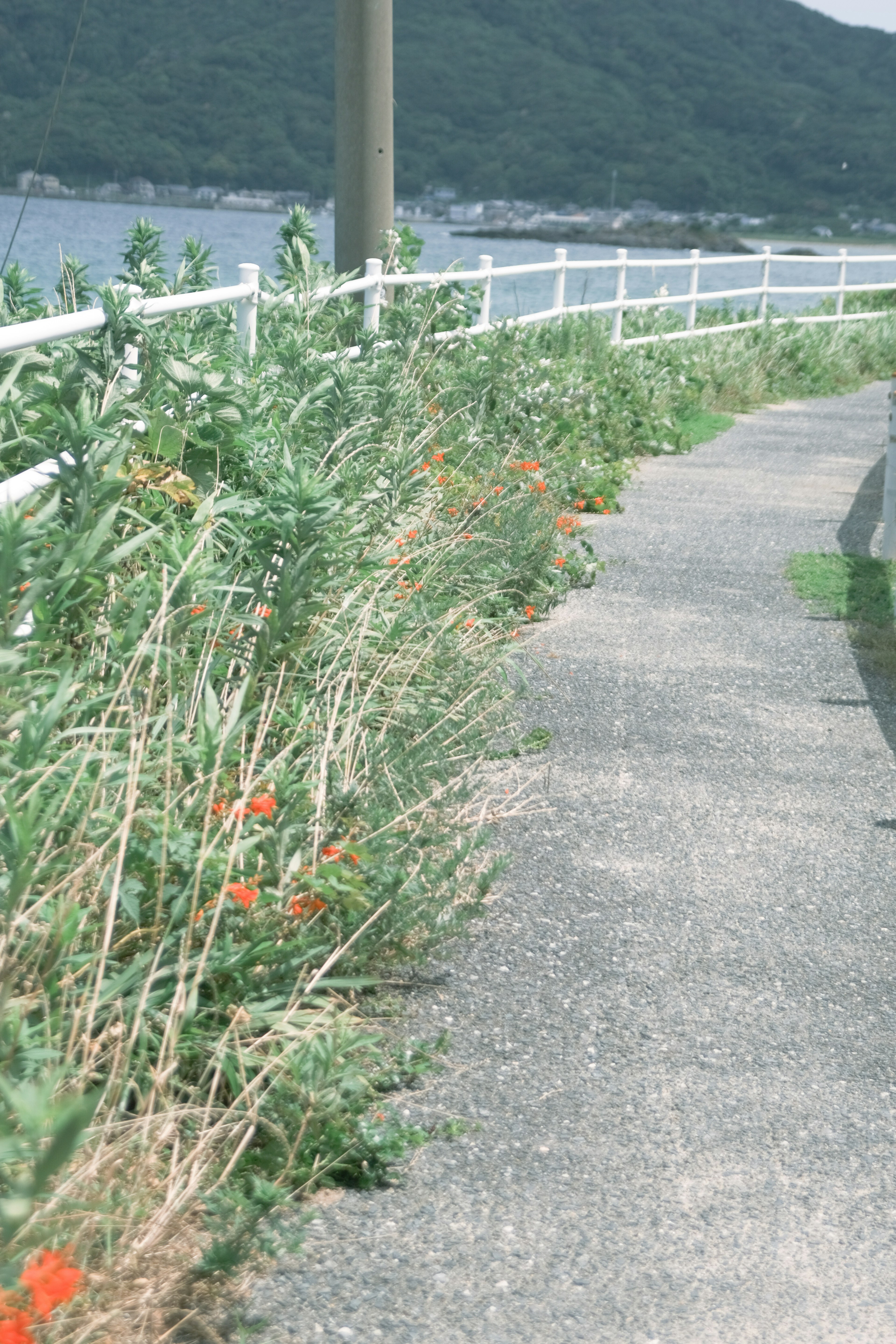 ทางเดินที่มีทัศนียภาพ沿ชายฝั่งพร้อมต้นไม้สีเขียวและดอกไม้