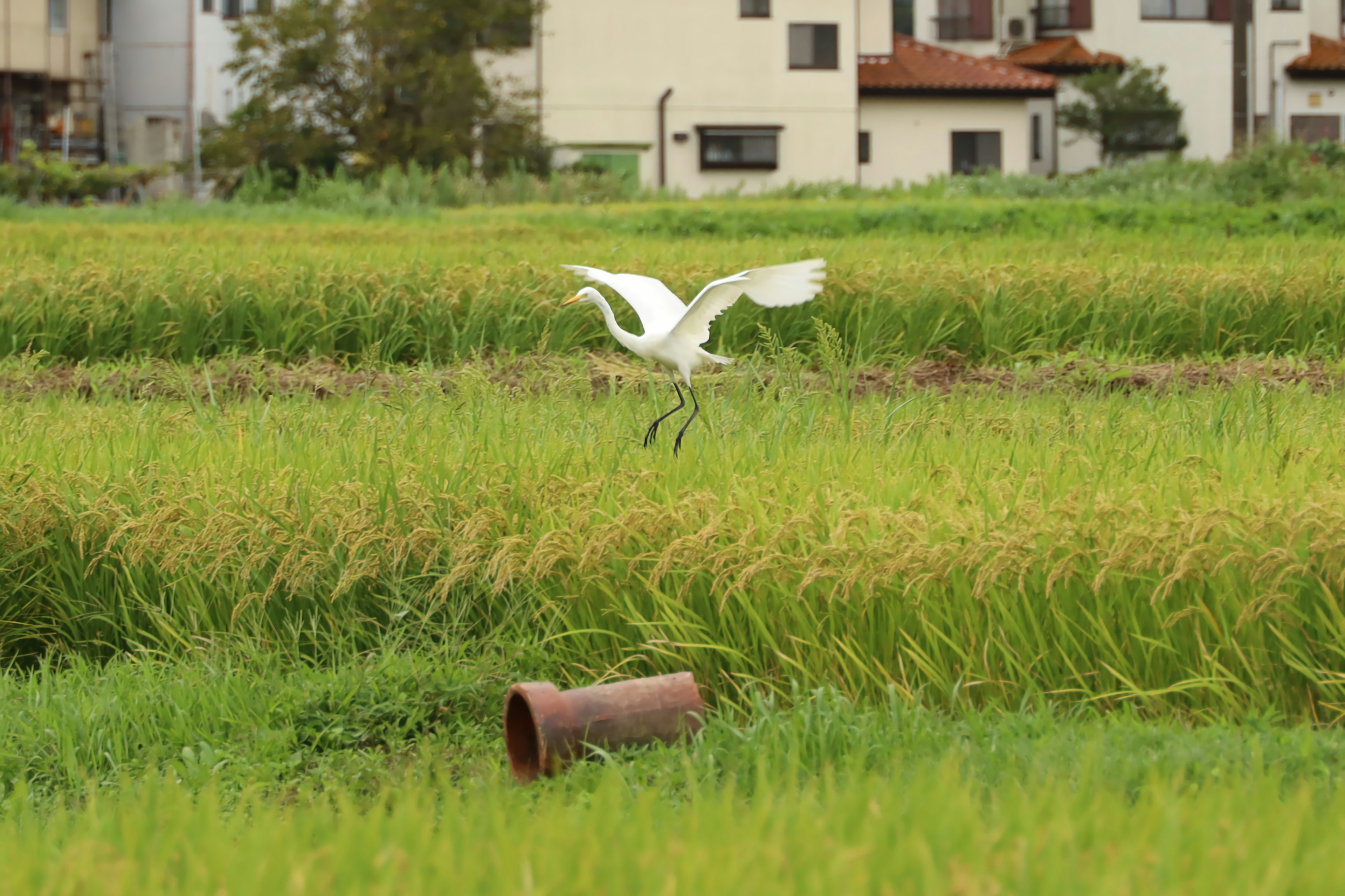 A white heron flying over rice fields with houses in the background