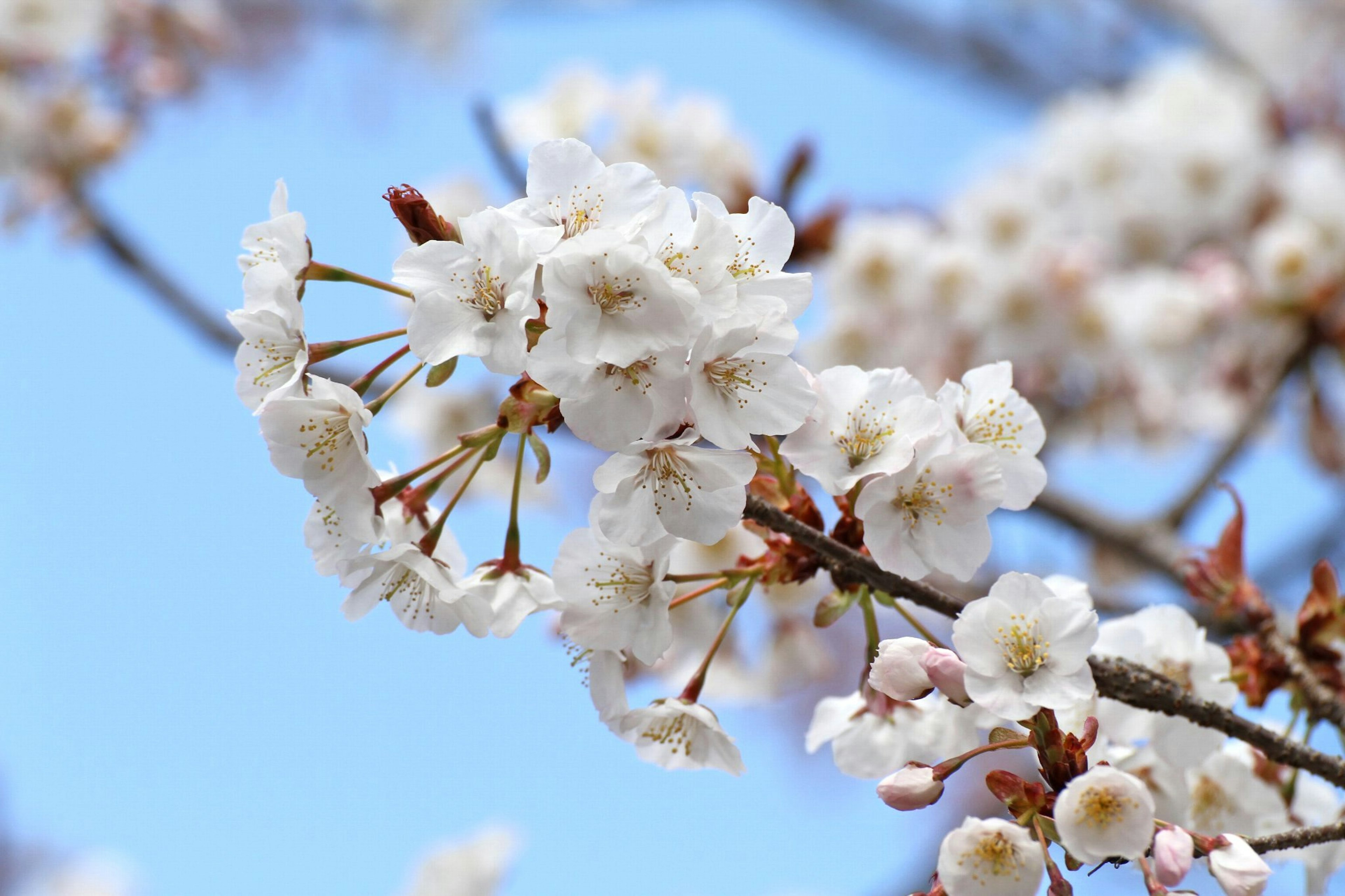 Kedekatan bunga sakura putih di bawah langit biru