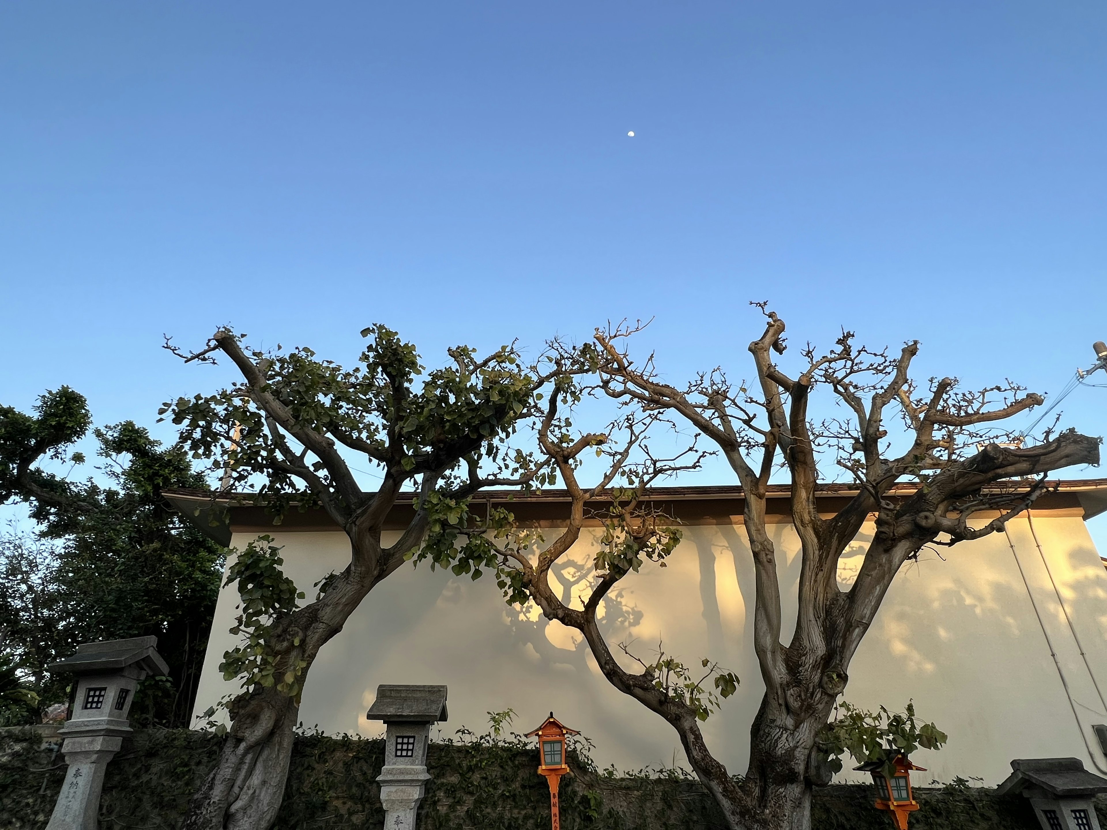 Une vue d'arbres secs sous un ciel bleu avec un mur blanc