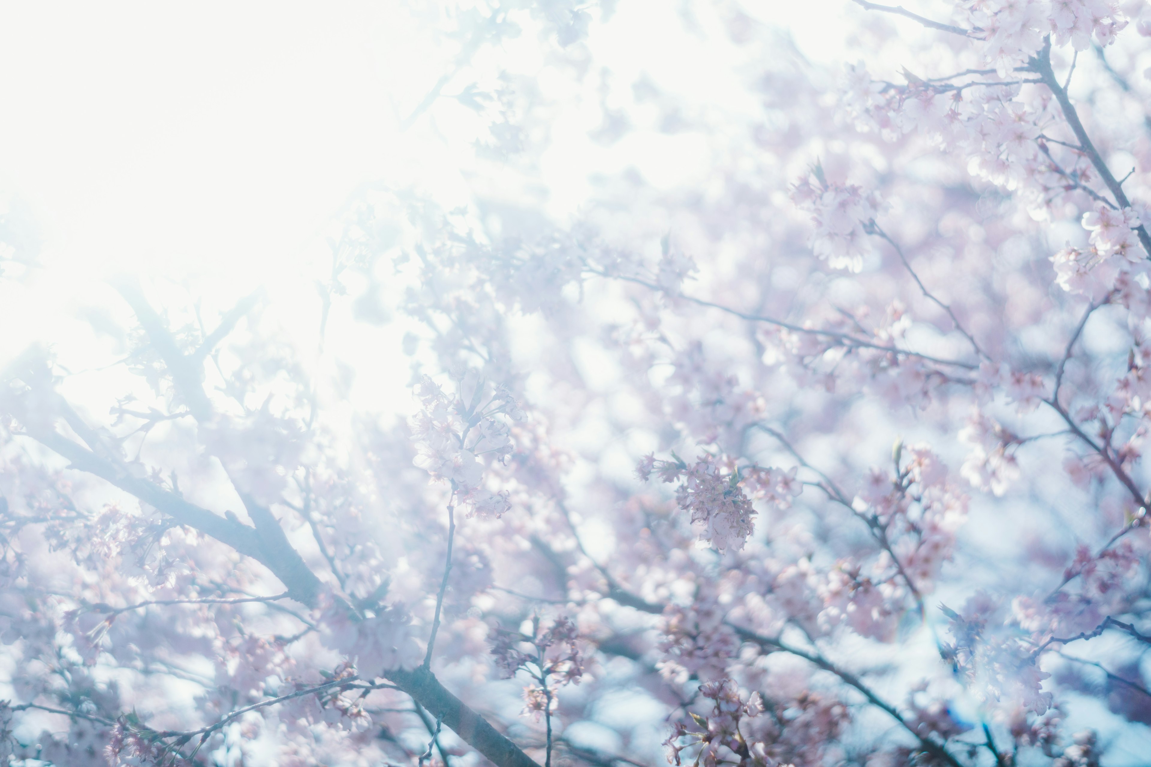 淡い桜の花と明るい光が交差する春の風景