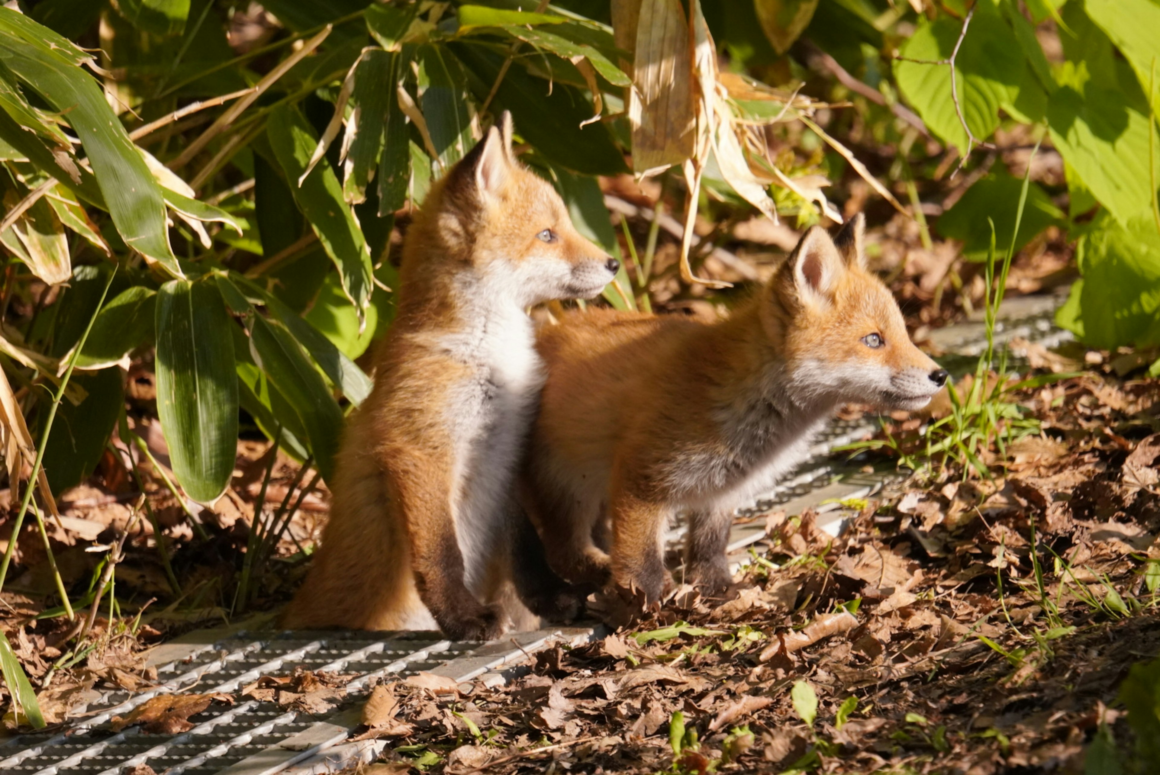 Due cuccioli di volpe accoccolati tra il fogliame