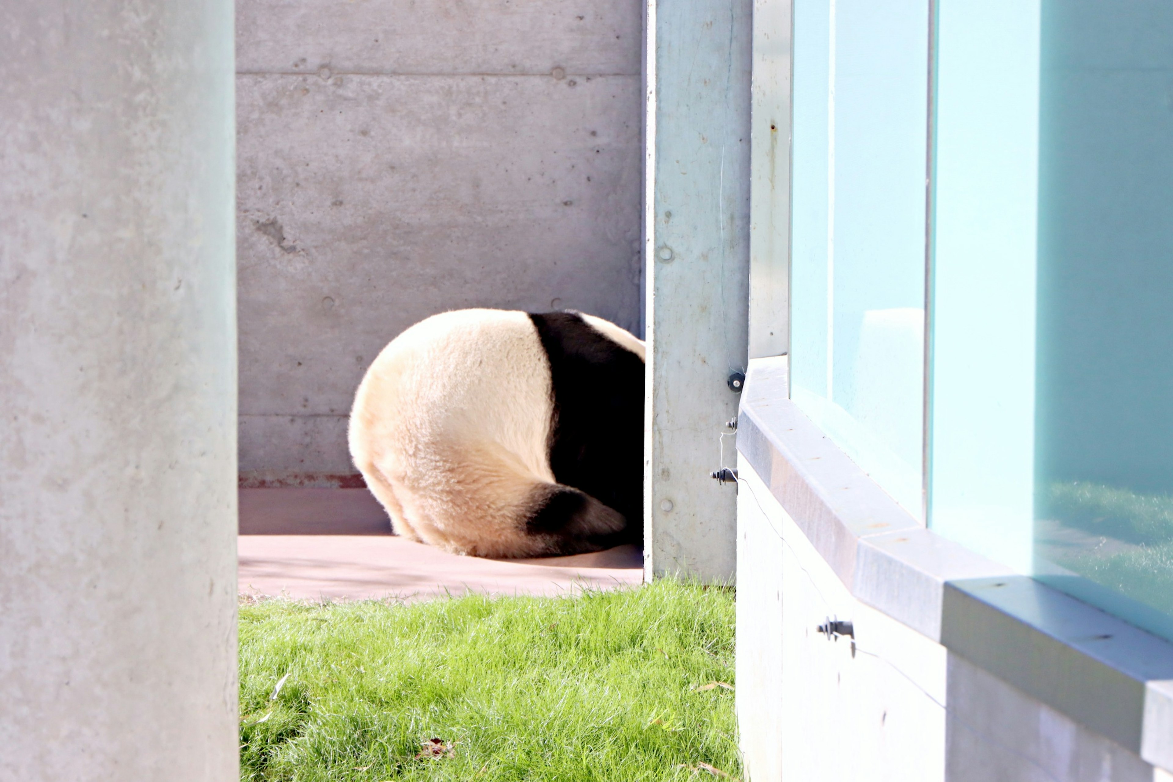 Ein Panda, der sich nahe einer Wand zusammenrollt