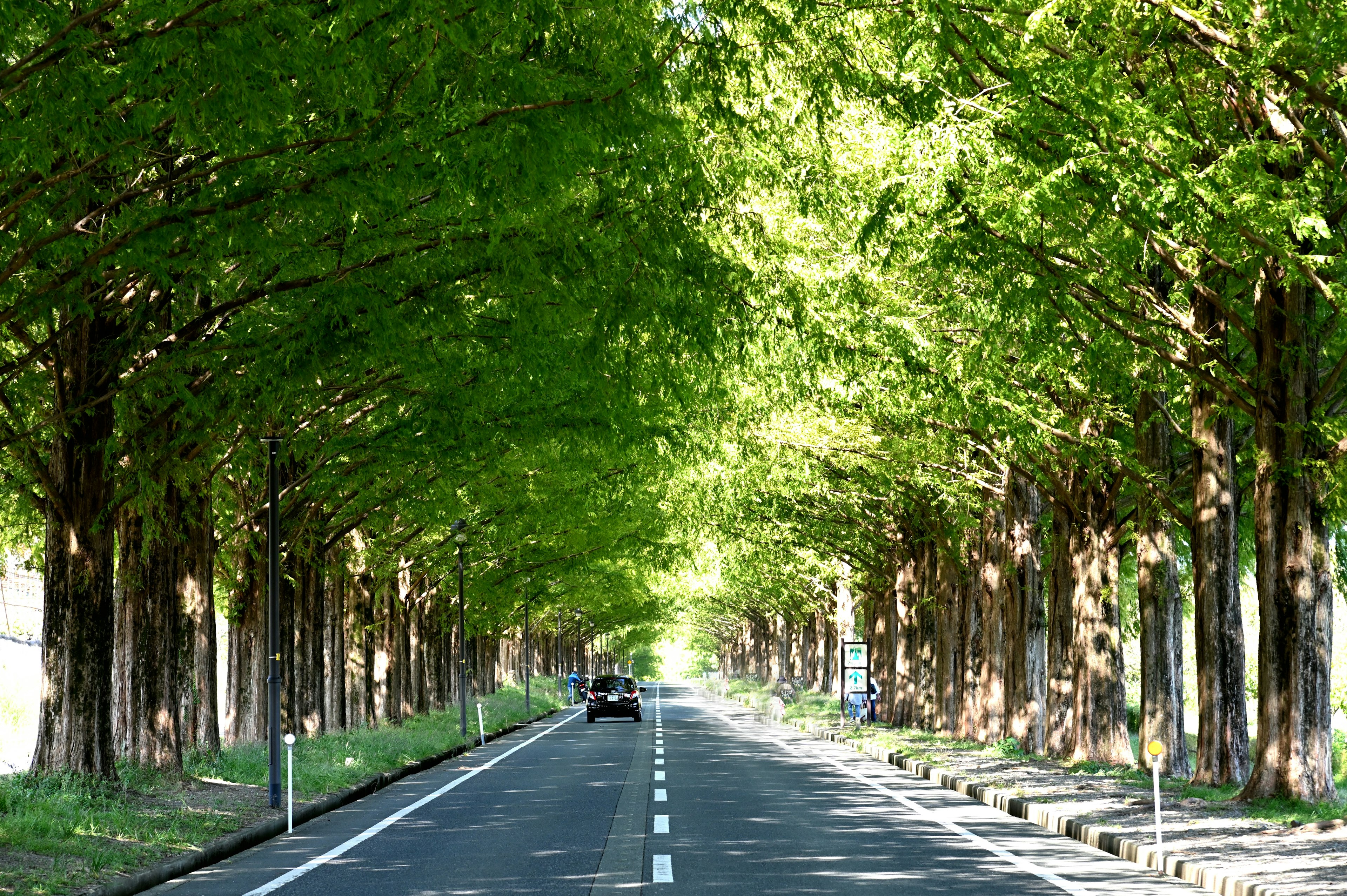 Straight road lined with lush green trees