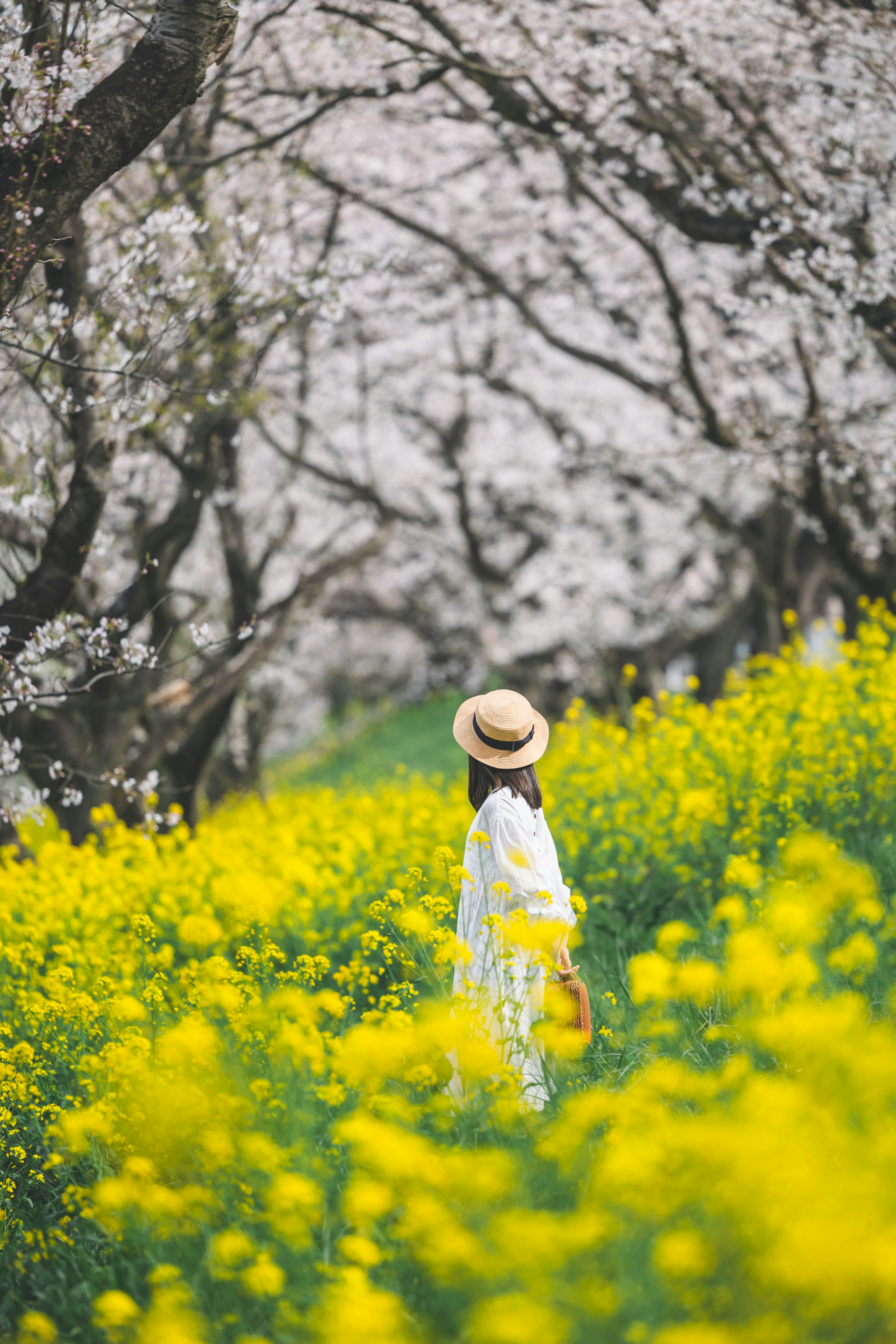 黄色い花に囲まれた女性が振り返っている桜の木の並ぶ風景