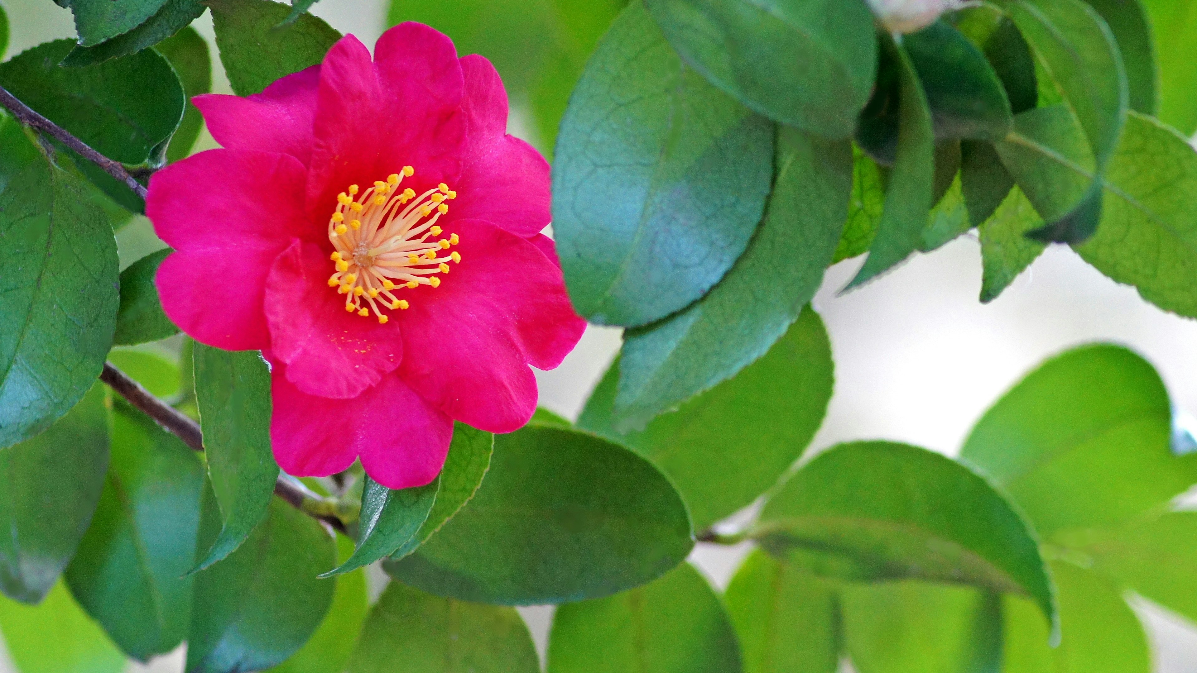 鮮やかなピンクの椿の花と緑の葉が特徴的な植物のクローズアップ