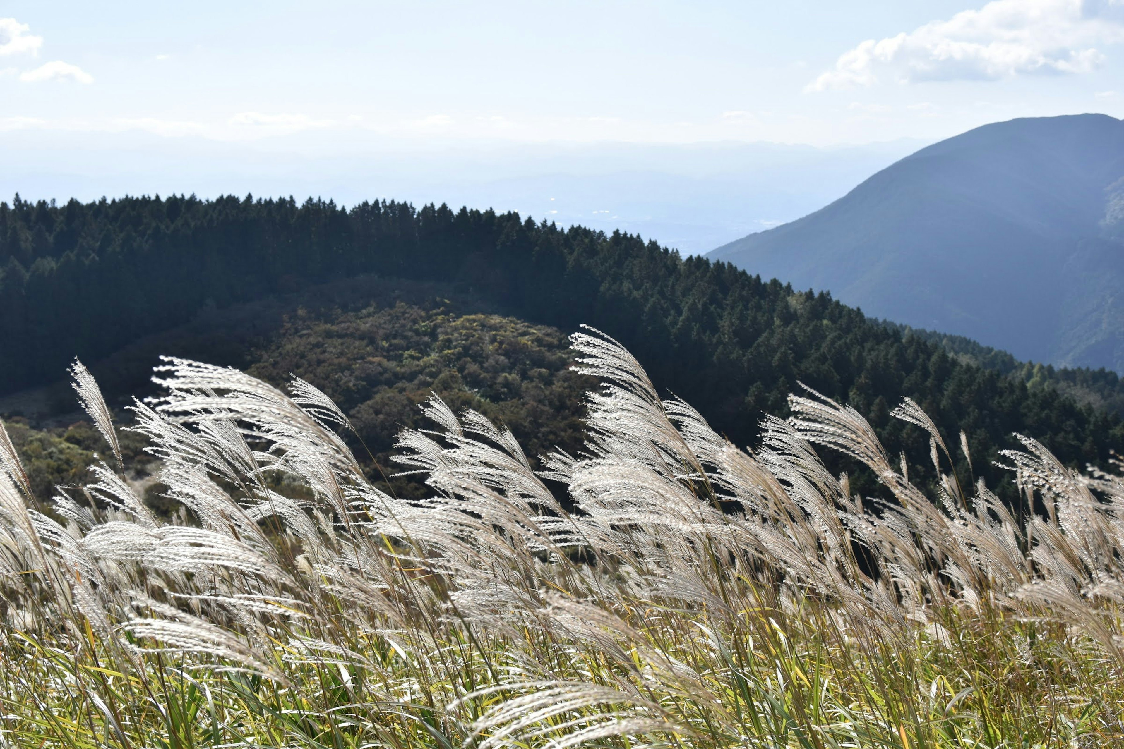 Eine Landschaft mit schwankendem Silbergras und entfernten Bergen unter einem klaren Himmel