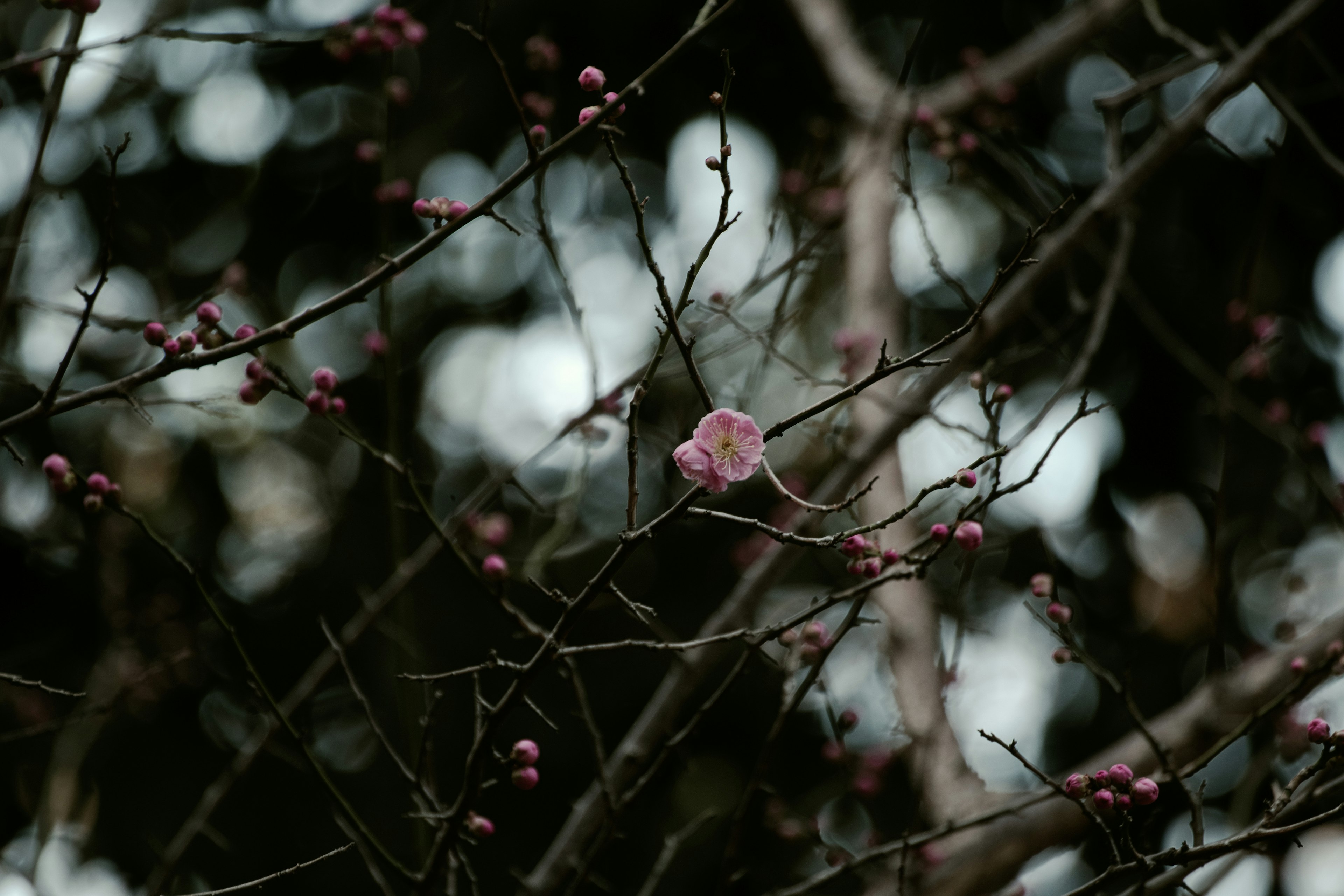 Une fleur rose délicate et des bourgeons sur une branche dans un fond sombre