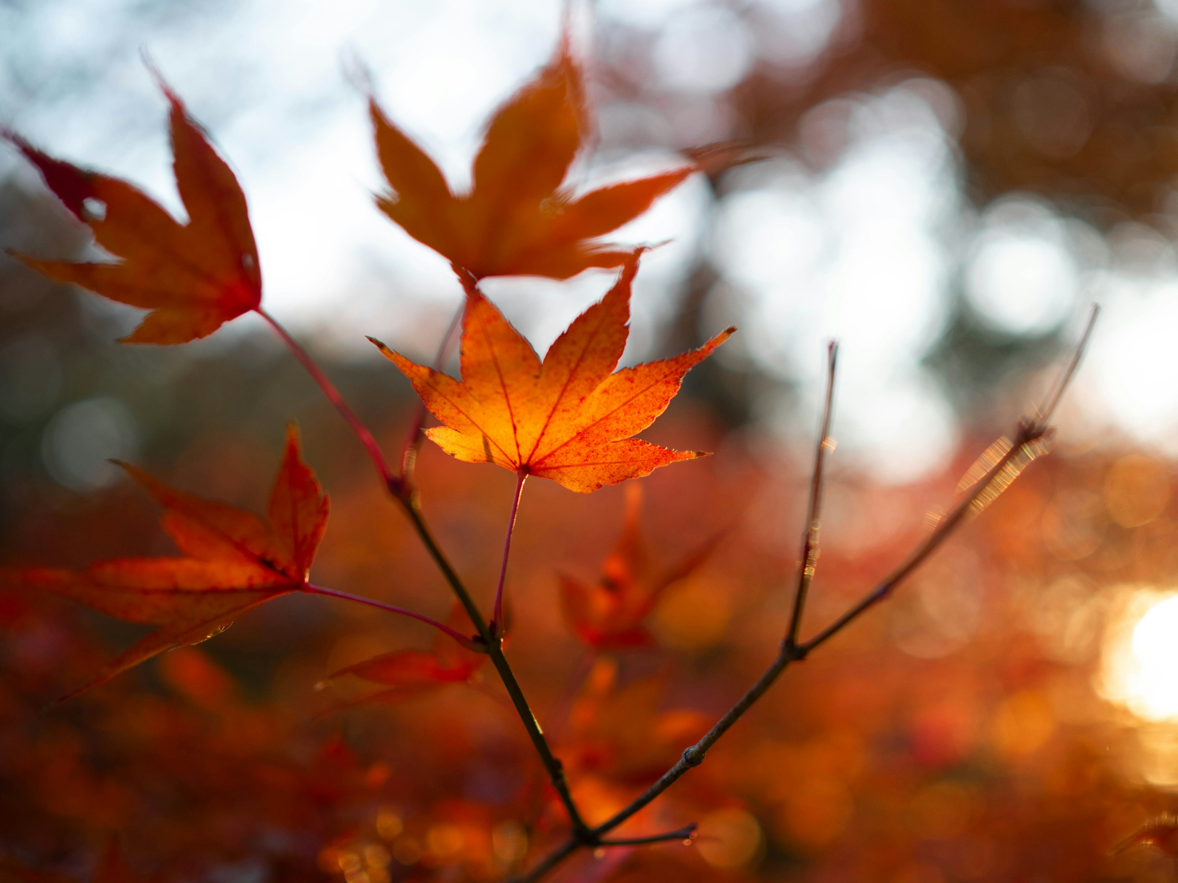 紅葉の葉が光を受けて輝いている秋の風景