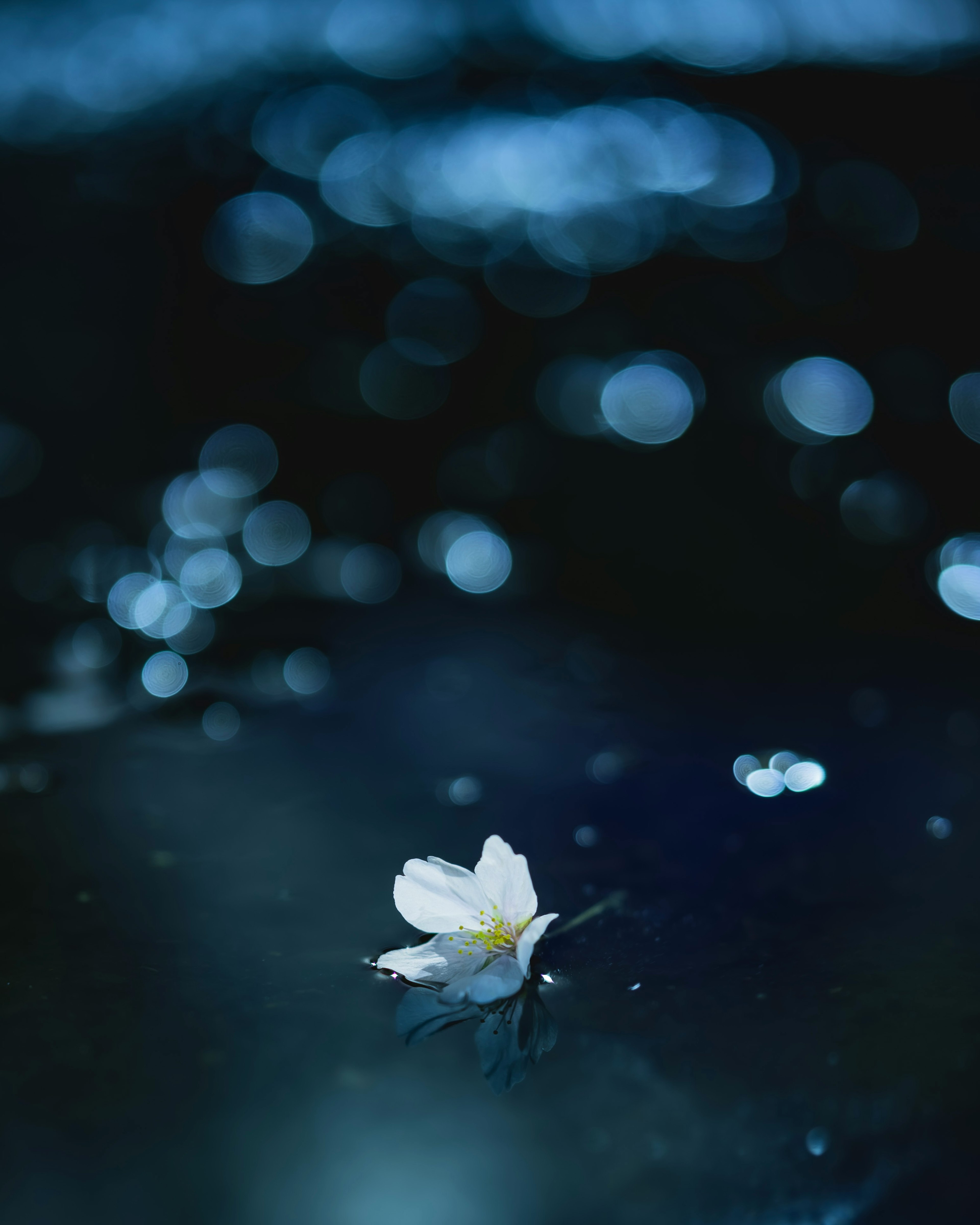 Un pétalo de flor blanca flotando sobre una superficie azul con manchas de luz borrosas