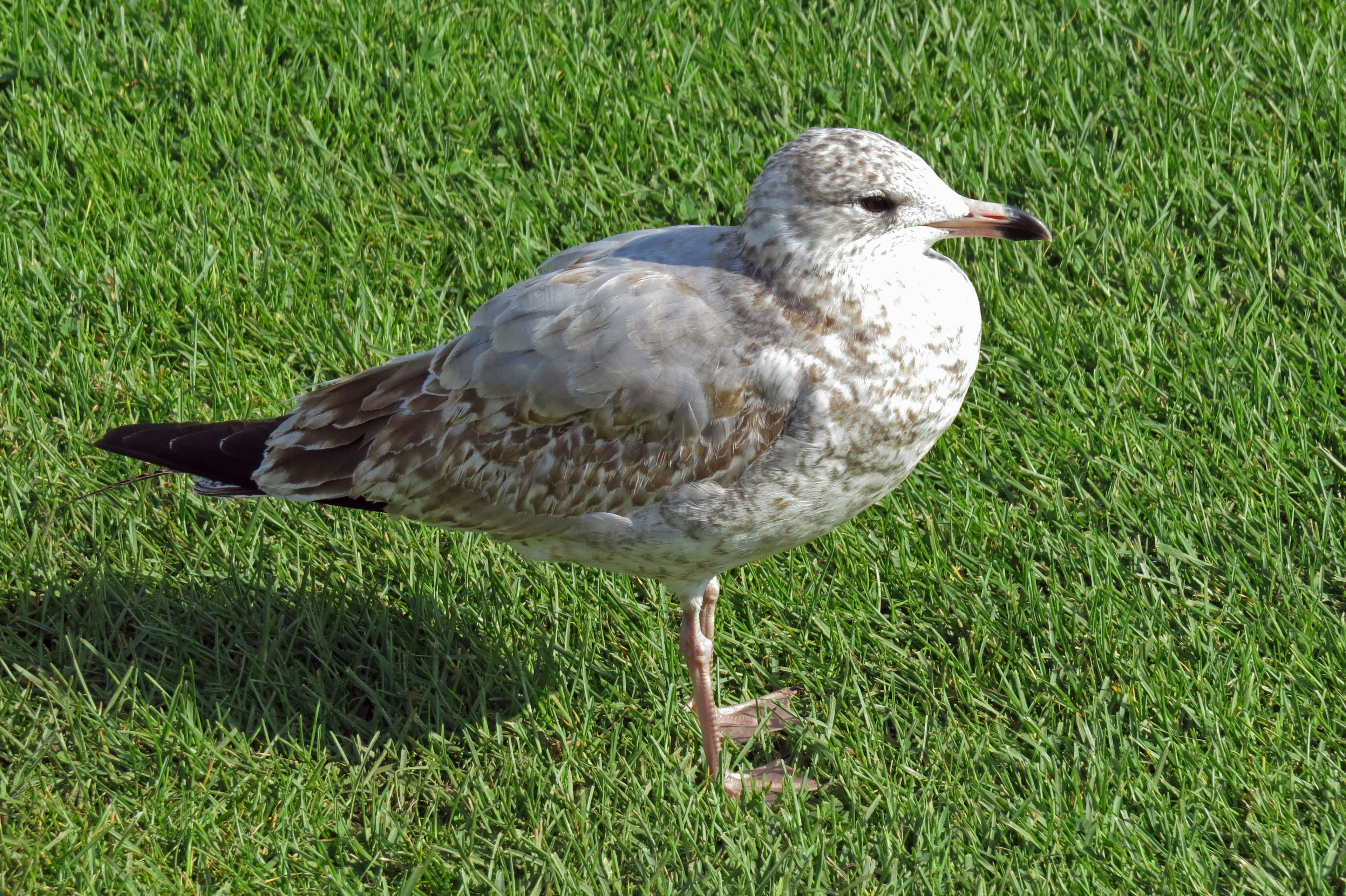 Gaviota joven de pie sobre el césped verde