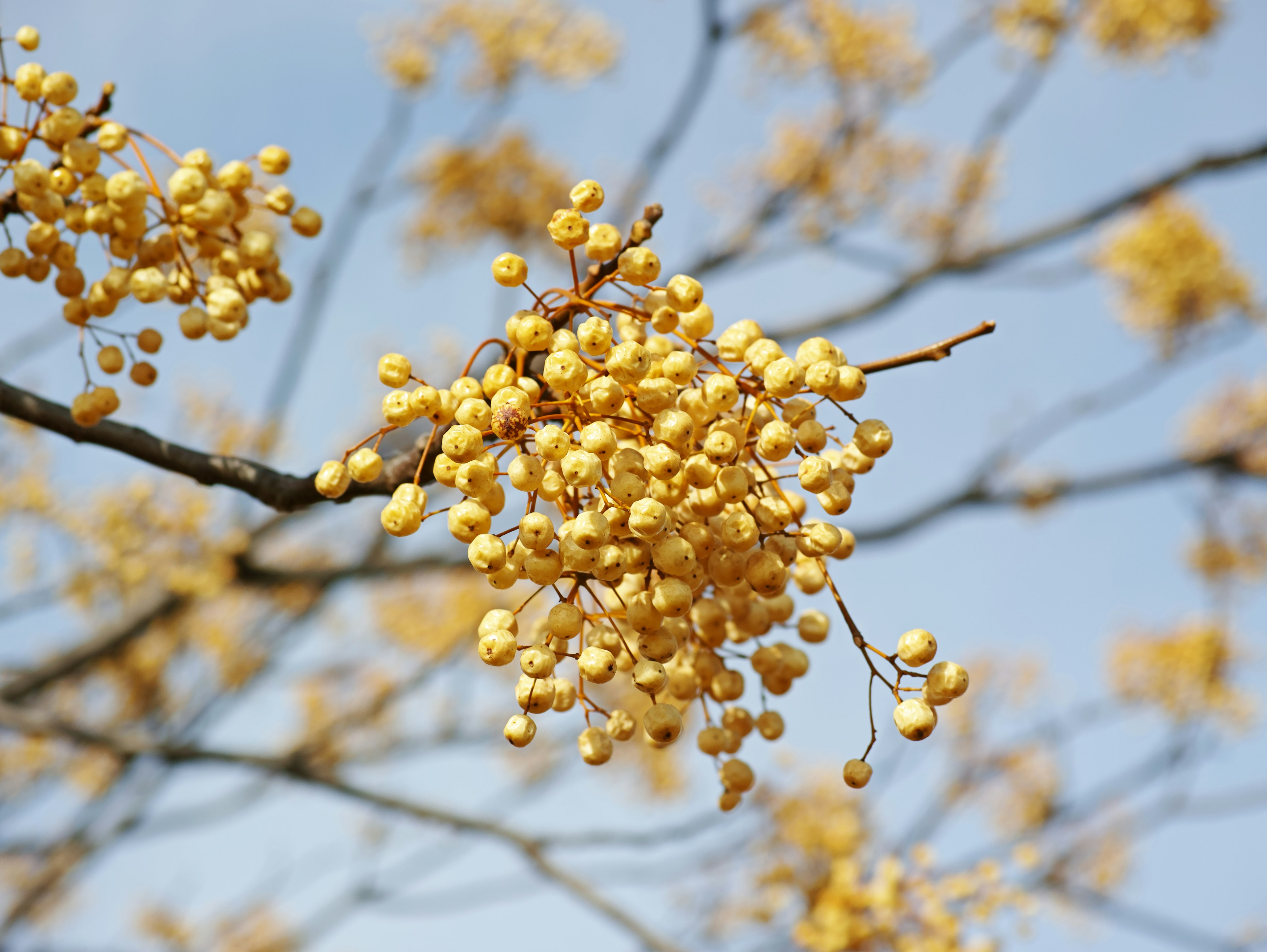 Nahaufnahme eines Zweigs mit gelben Blütenständen vor blauem Himmel