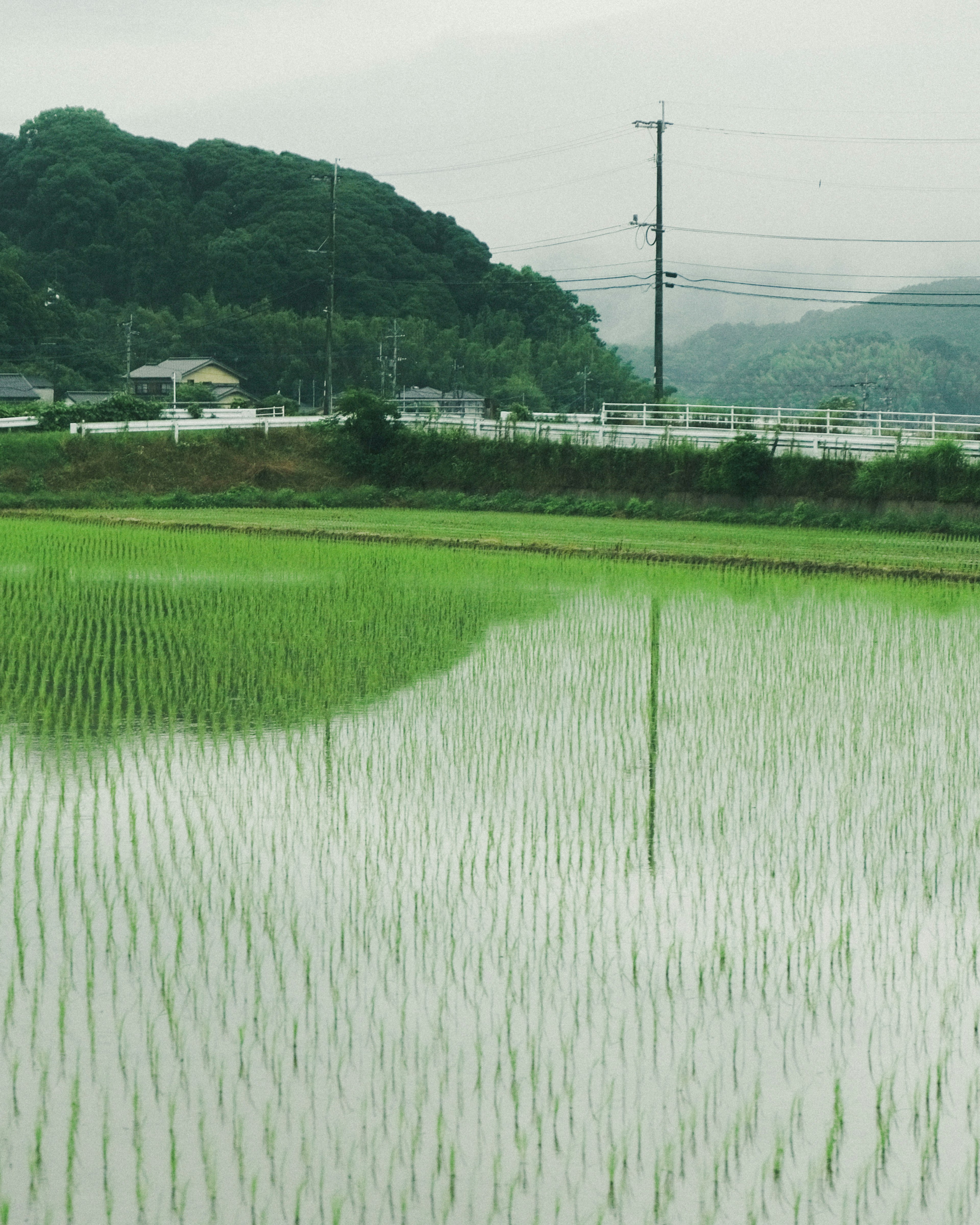 青々とした水田が広がり、背景には山と電柱が見える風景