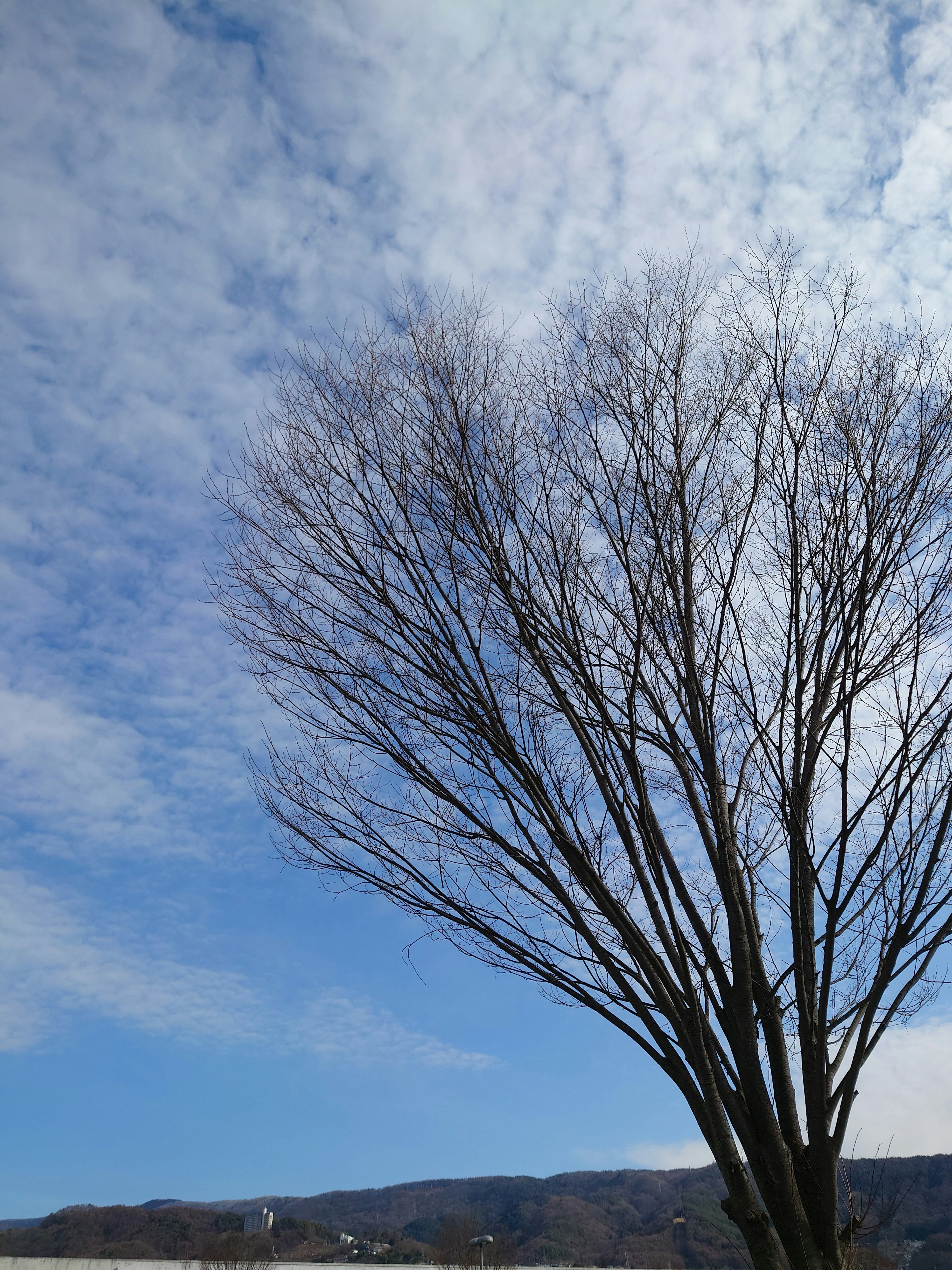 Silhouette of a leafless tree against a blue sky