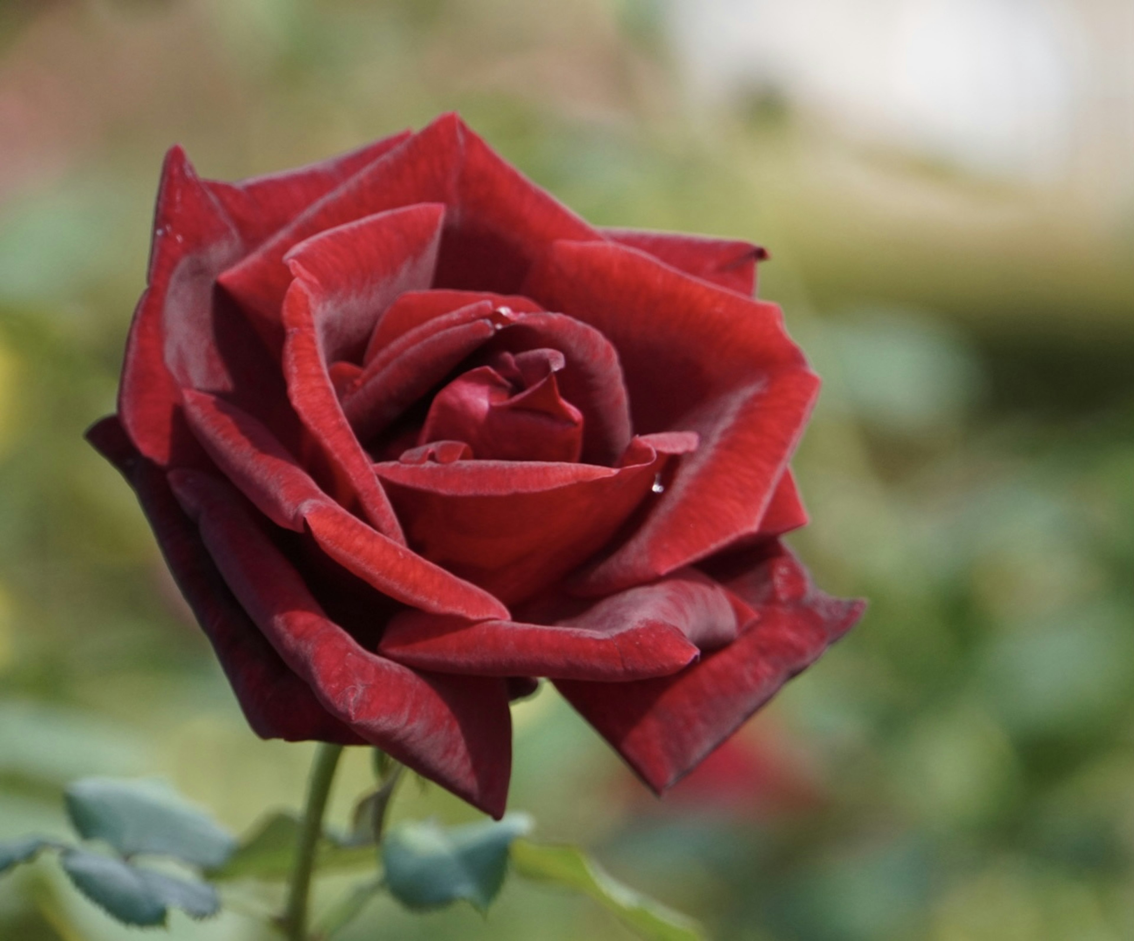 A deep red rose flower stands out against a blurred background