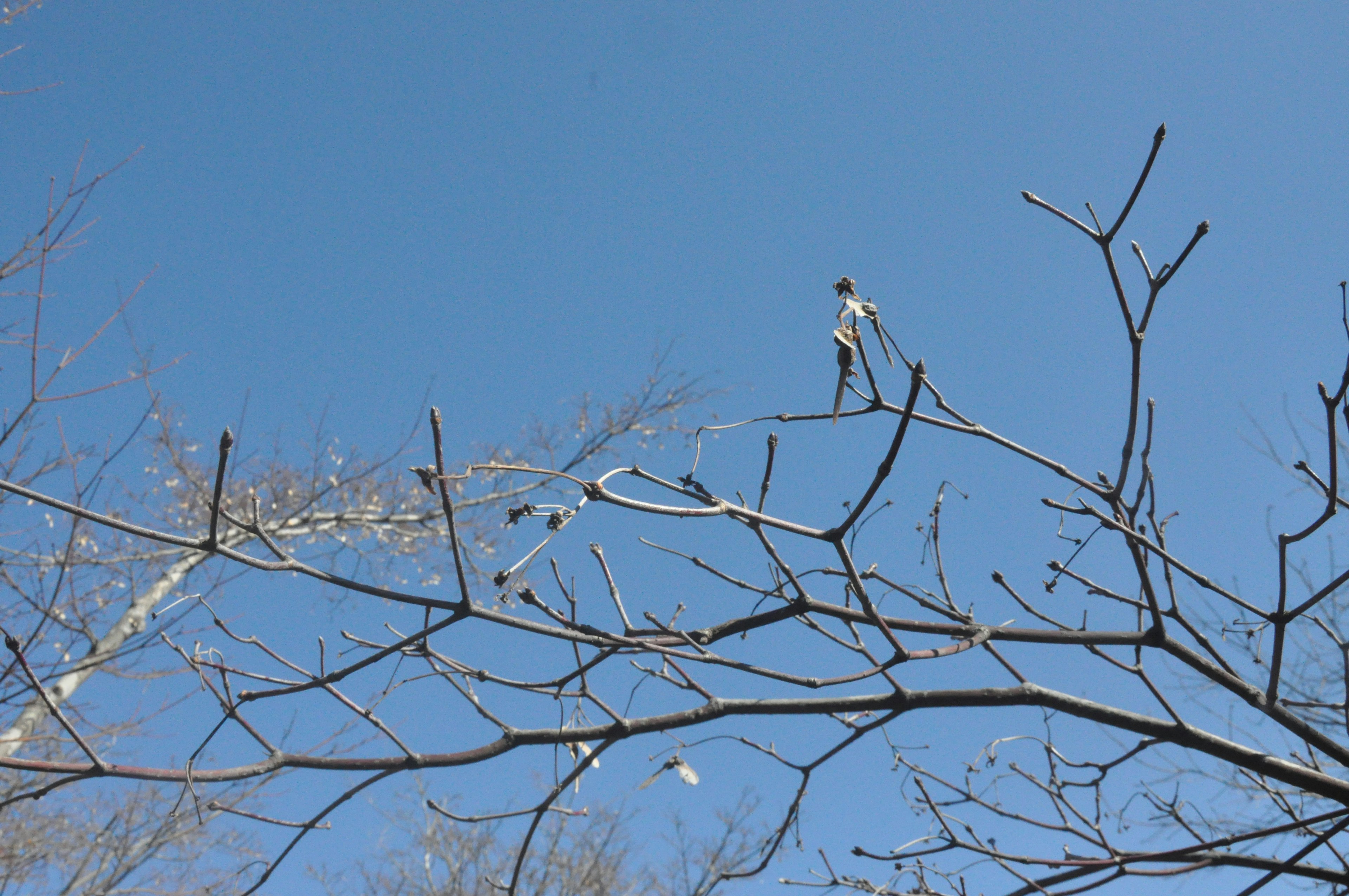 Un pájaro posado en una rama bajo un cielo azul claro