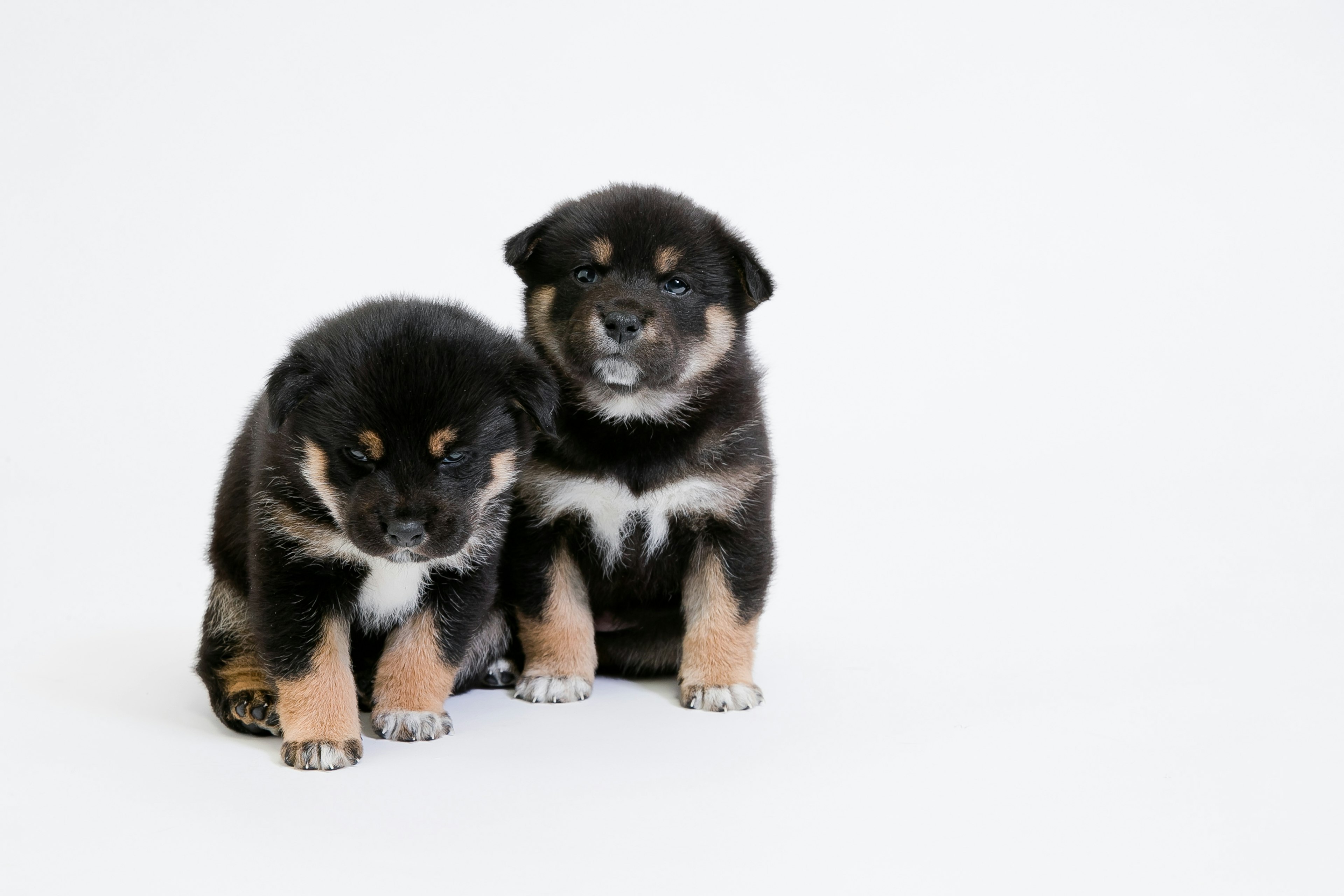 Dua anak anjing duduk di depan latar belakang putih