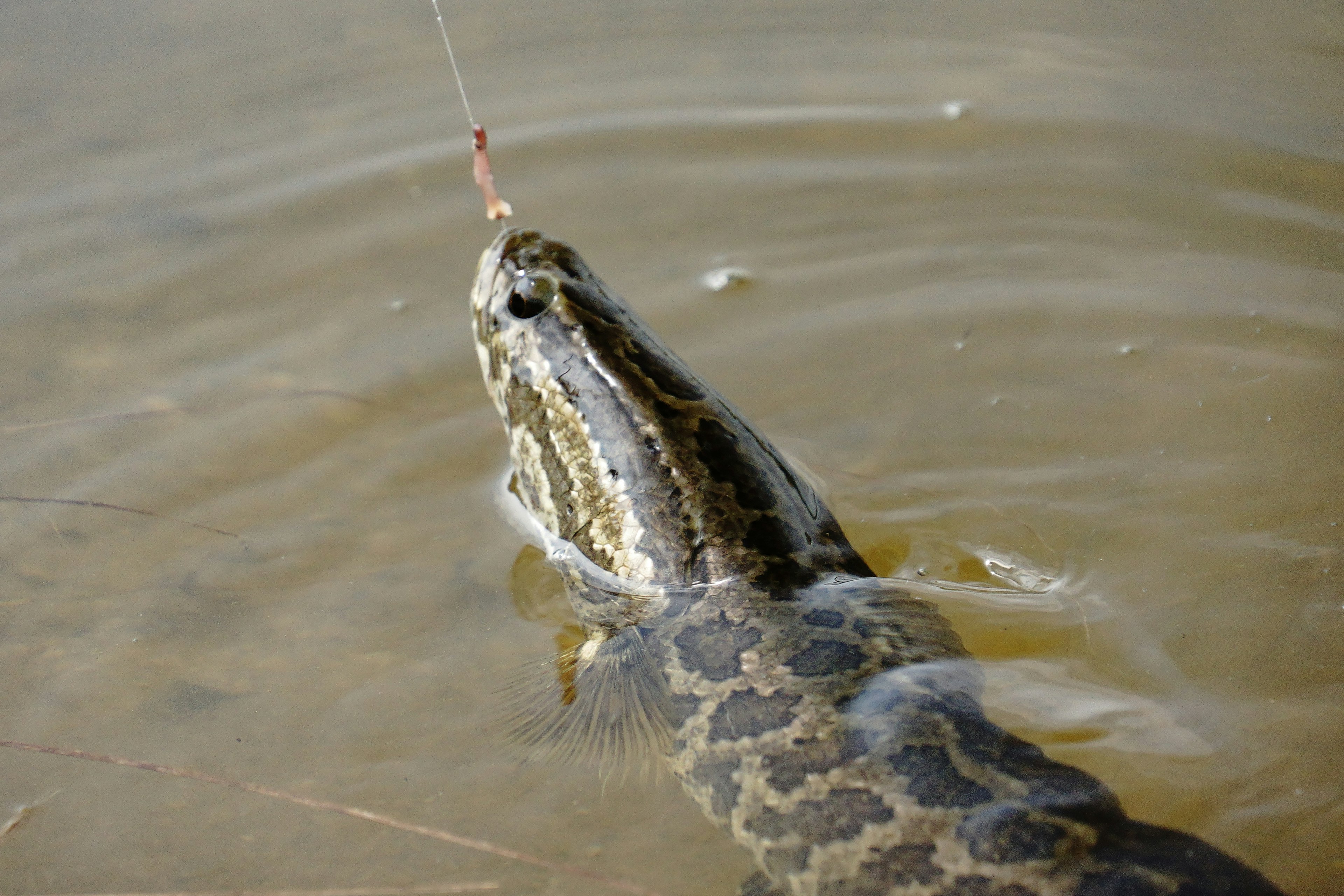 Close-up of a large snake targeting bait on the water surface