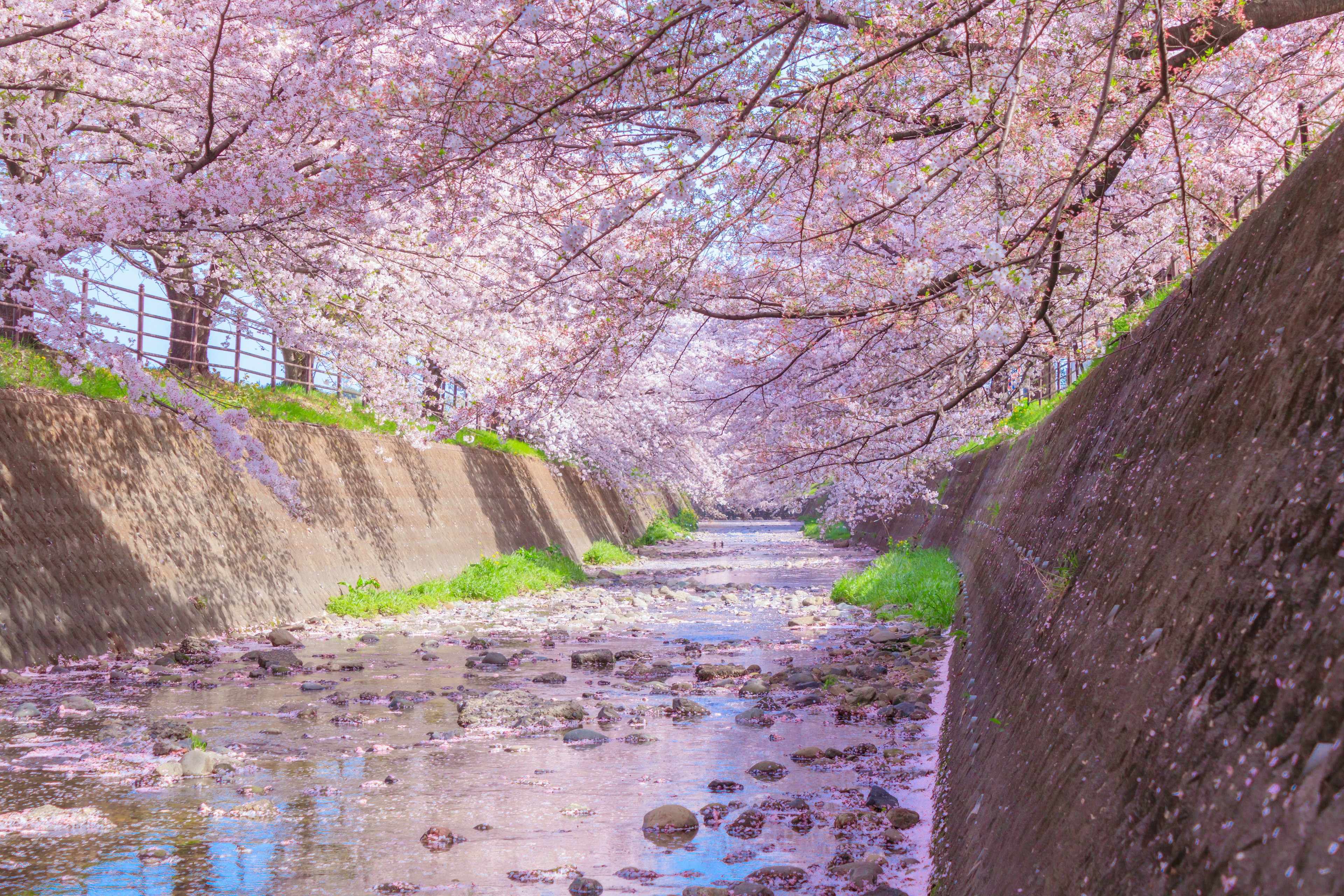 Cerezos a lo largo de un río sereno con pétalos rosas flotando en el agua