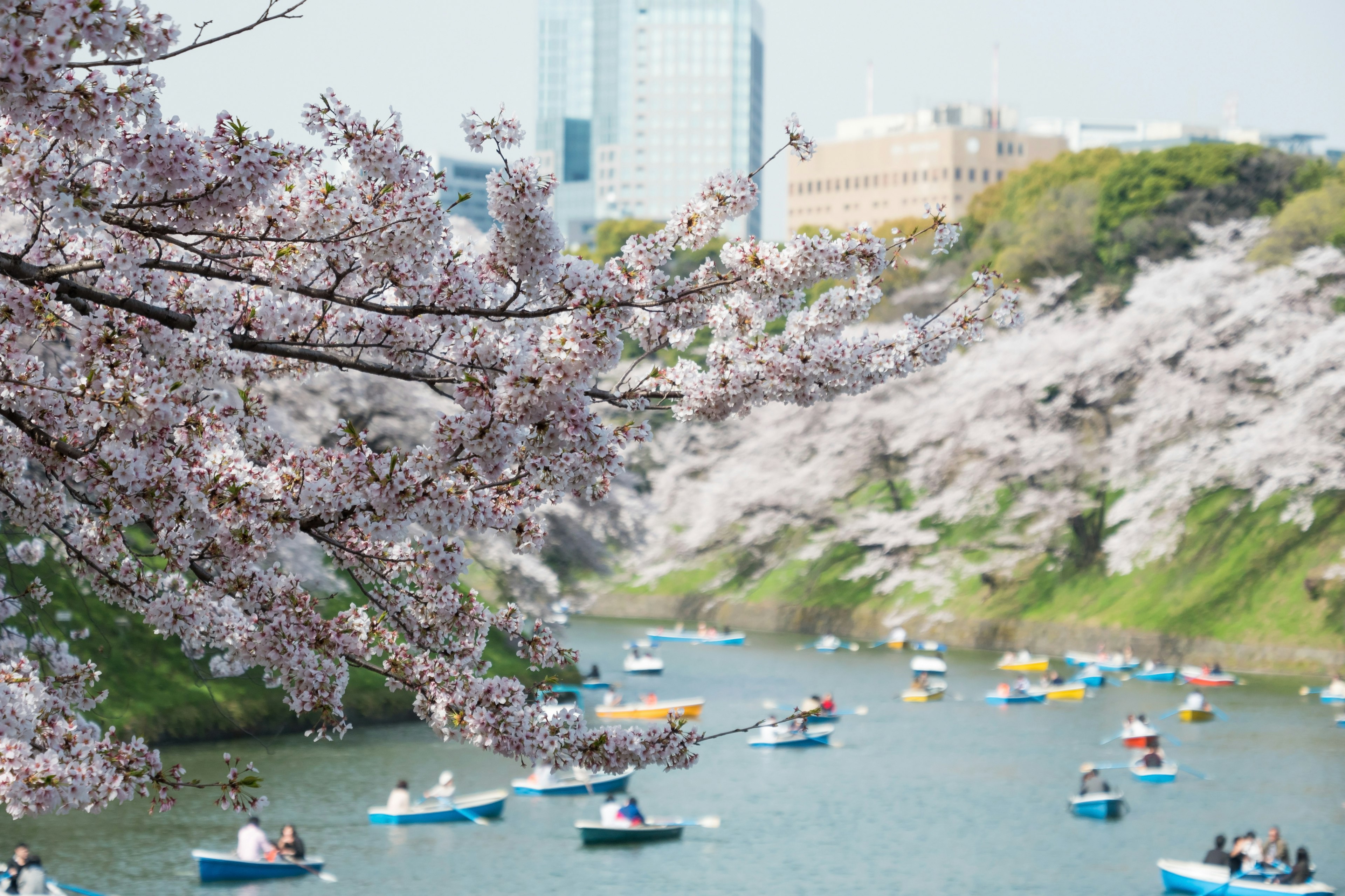 Vista panoramica di fiori di ciliegio lungo un fiume con barche