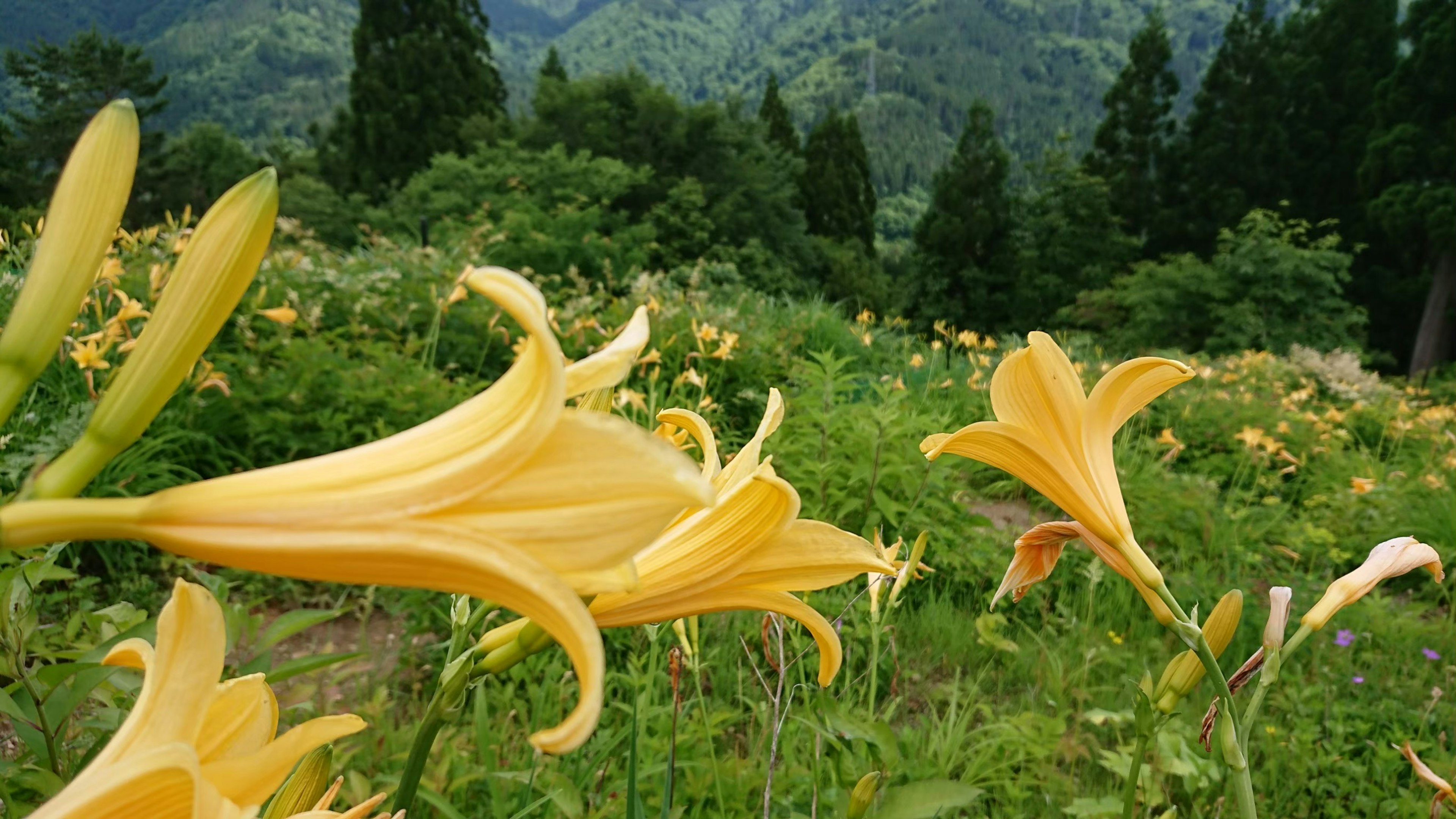 Pemandangan indah dengan bunga lily kuning yang mekar di pegunungan