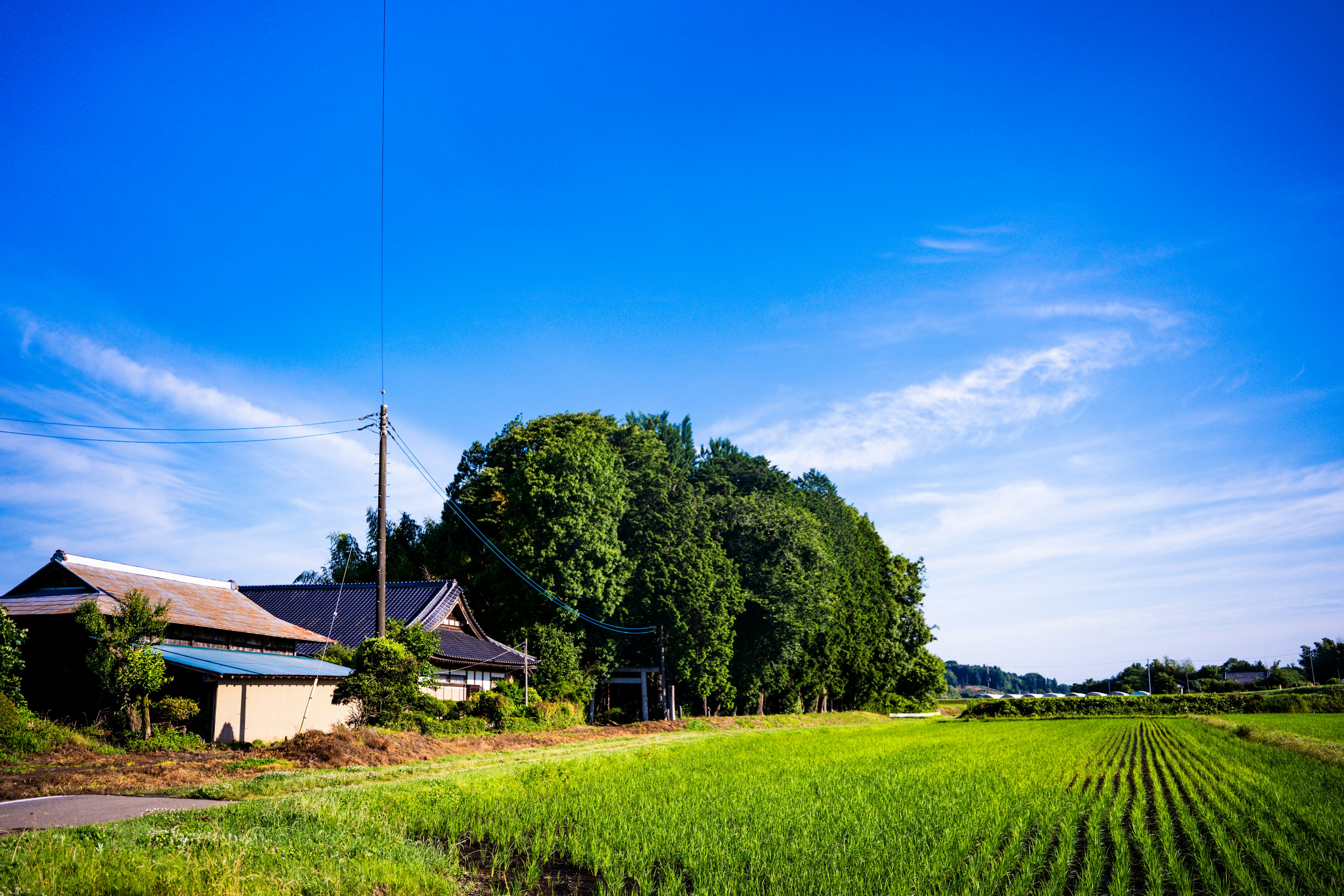 Vista escénica de campos de arroz y casas tradicionales bajo un cielo azul