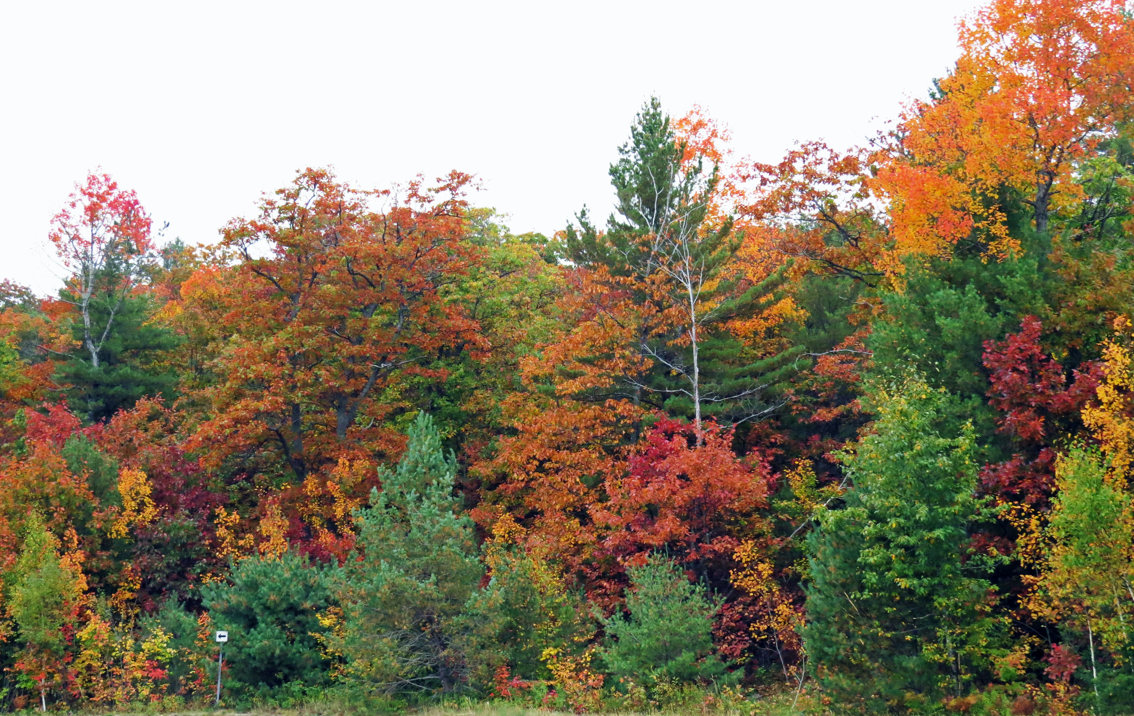 Forêt de feuillage automnal vibrant