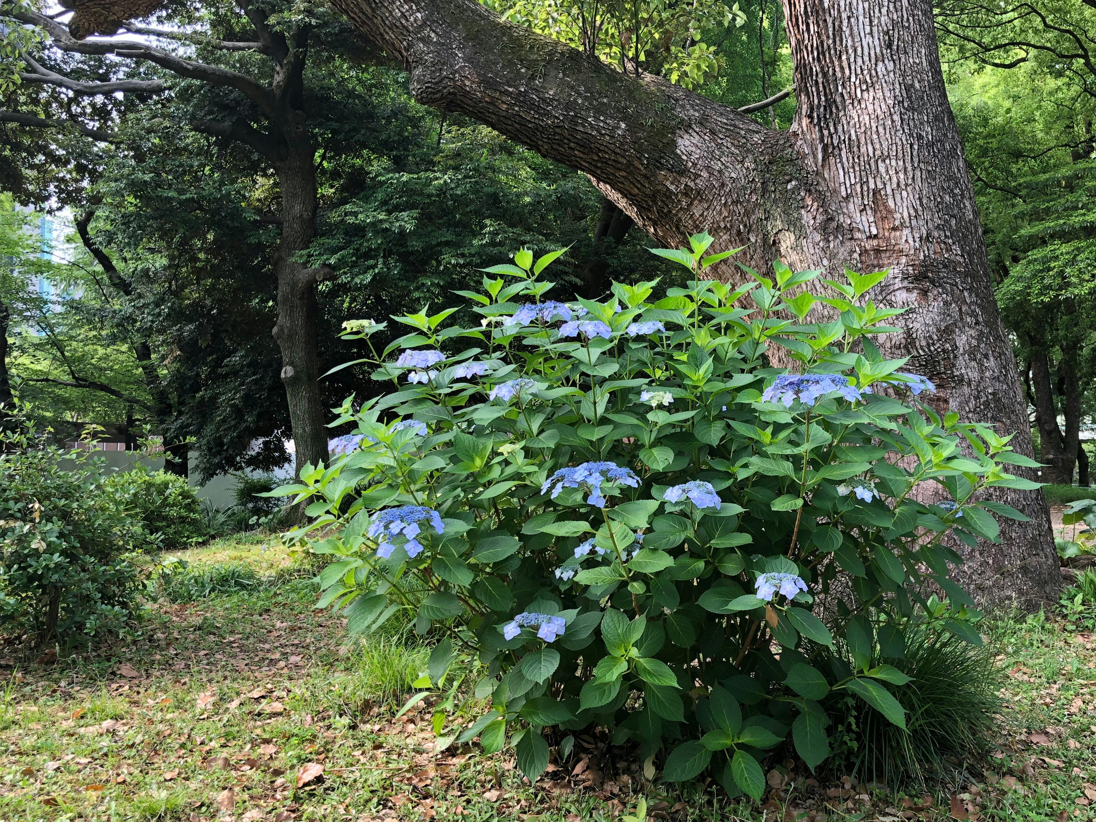 Una scena di parco lussureggiante con una pianta di ortensia con fiori blu vicino a un grande albero