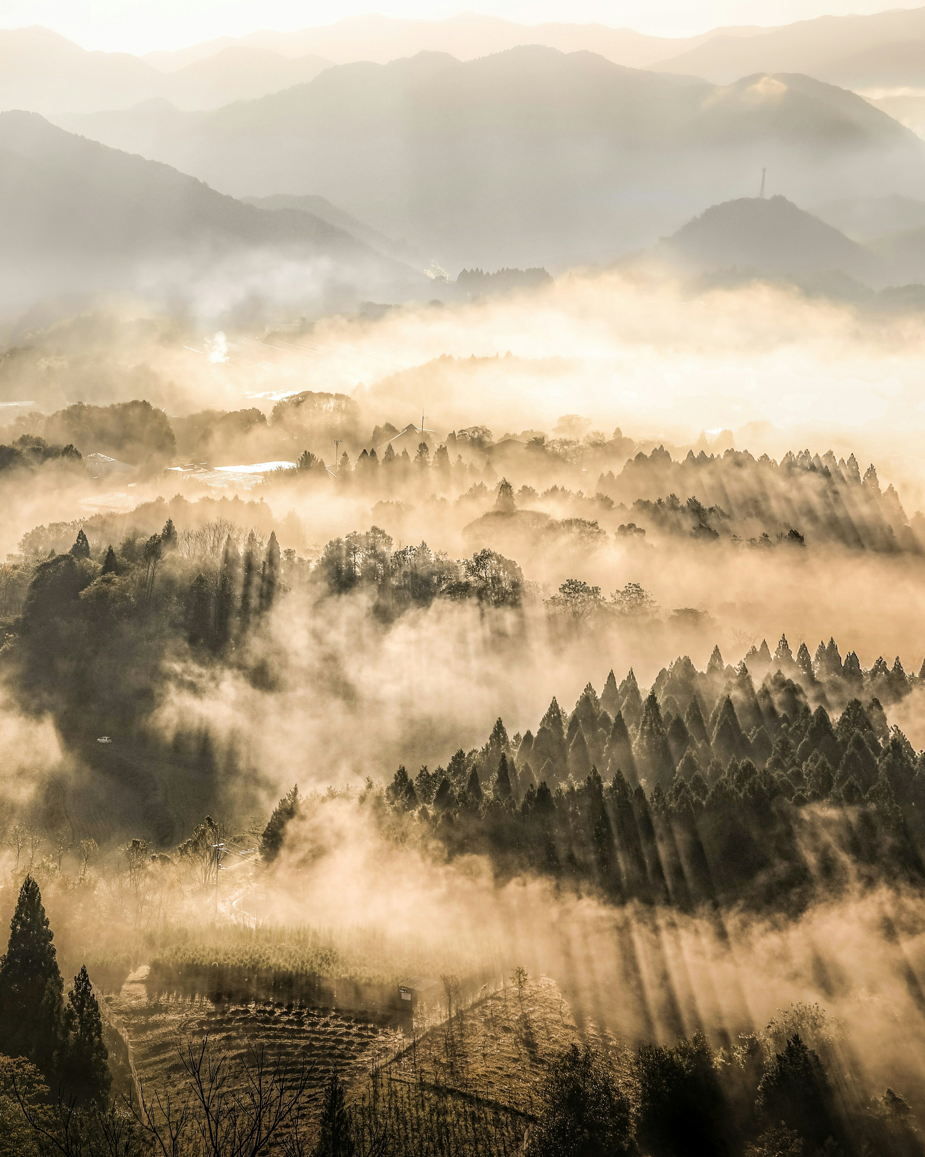 霧に包まれた山々と松の木々の美しい風景