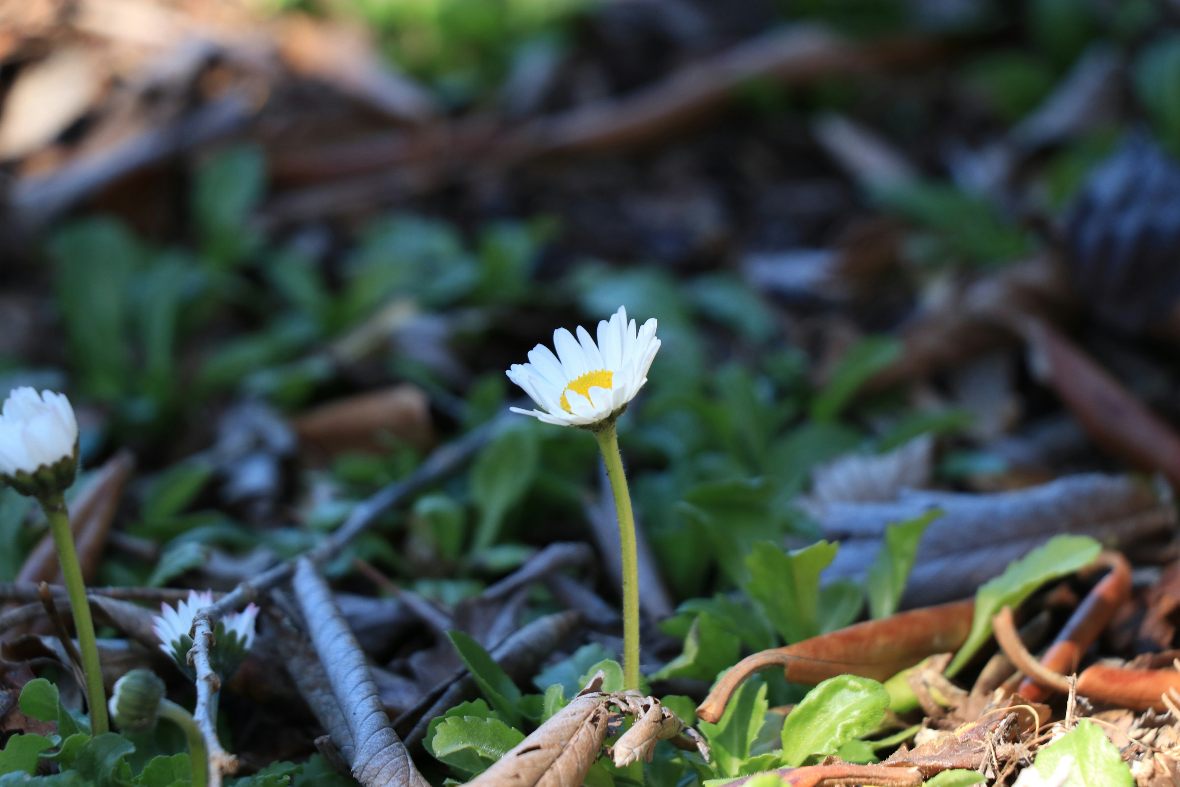 Bunga putih mekar di rumput dengan daun hijau